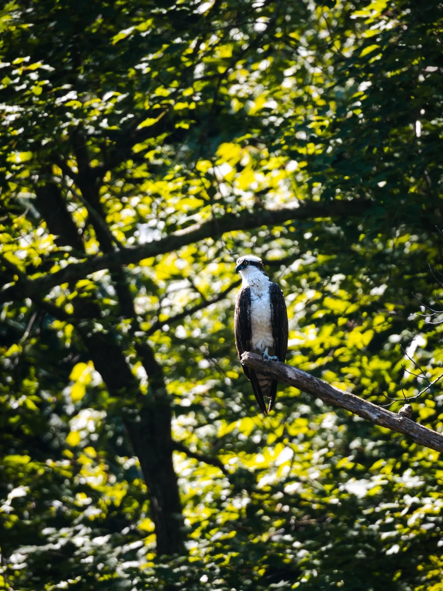 Spotted this osprey up high in the trees perched in patience, watching its world down below.🌳🌿🦅
&bull;
&bull;
📸 Canon R5 | RF 800mm 
&bull;
&bull;
#tennessee #travelphotographer #travelphotography #tennesseephotography #photography #photographer 