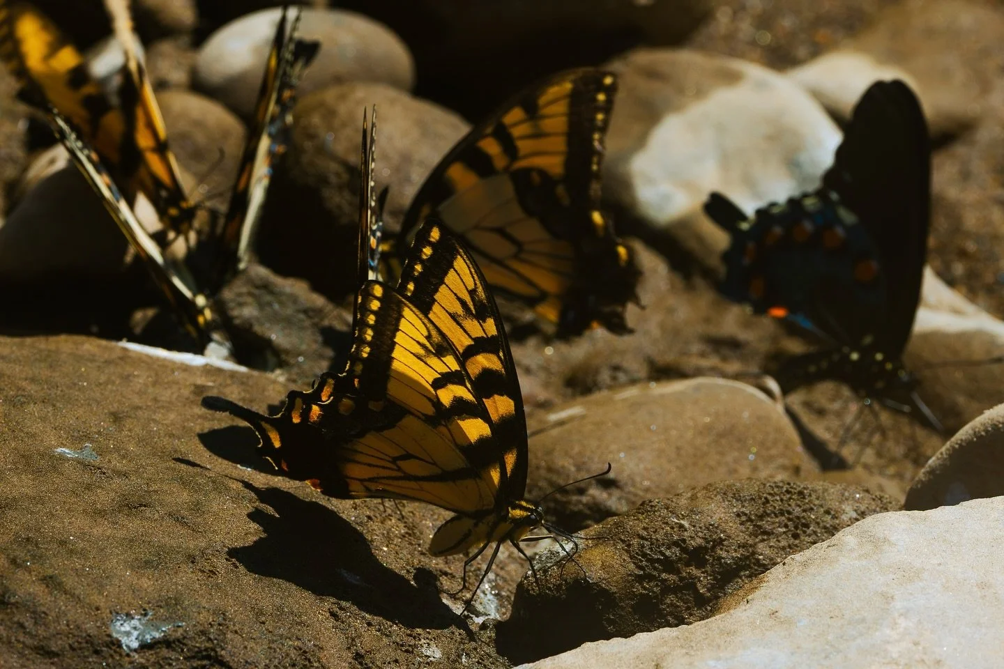 Butterflies don&rsquo;t just visit flowers, they also gather on wet soil to puddle.🦋
This behavior helps them absorb vital minerals and salts from the ground, especially sodium. Most of the time, it&rsquo;s the males doing this. They use these nutri