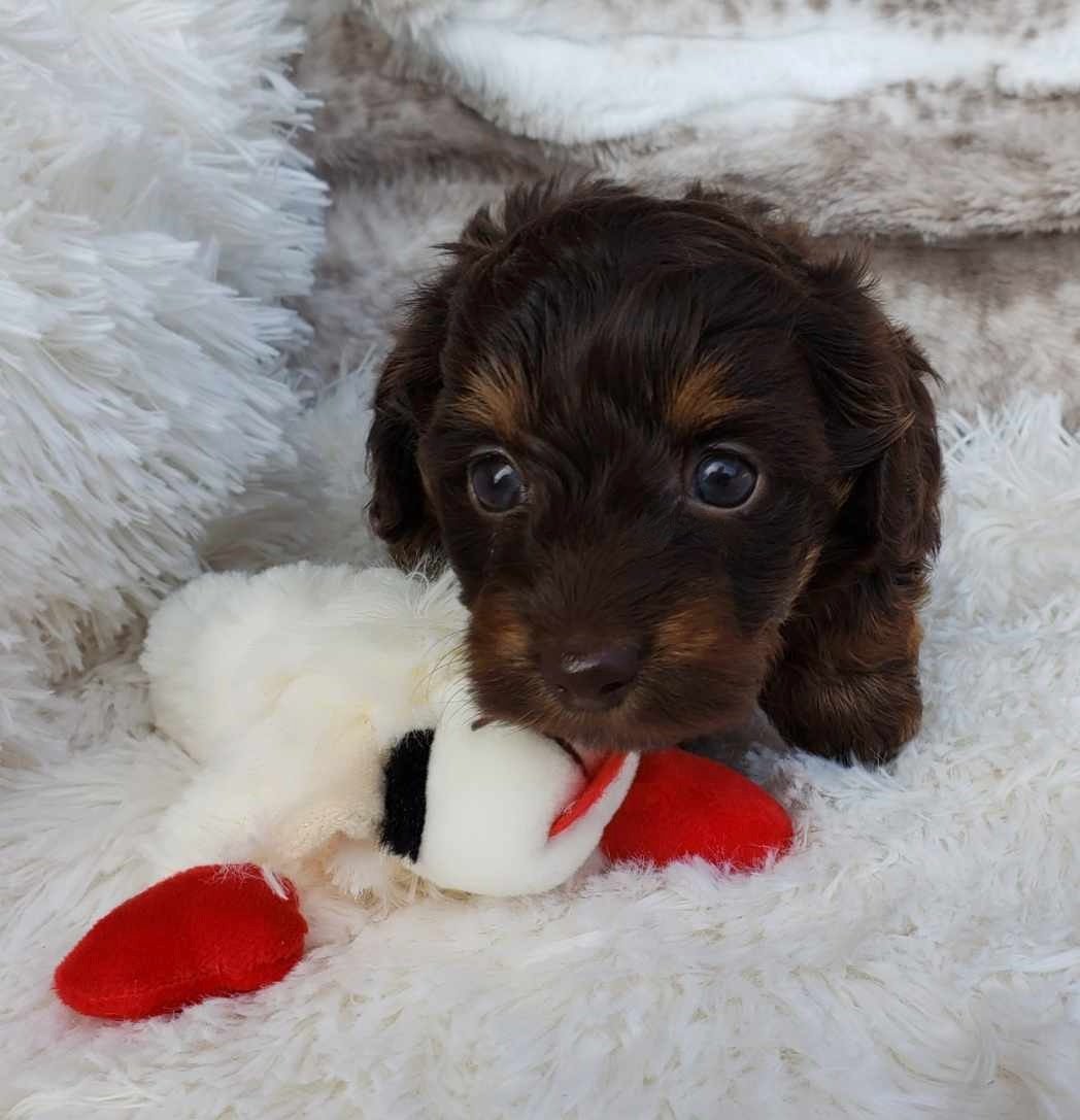 Lucy comes with a well-stocked puppy kit full of supplies to help her settle into her new home!