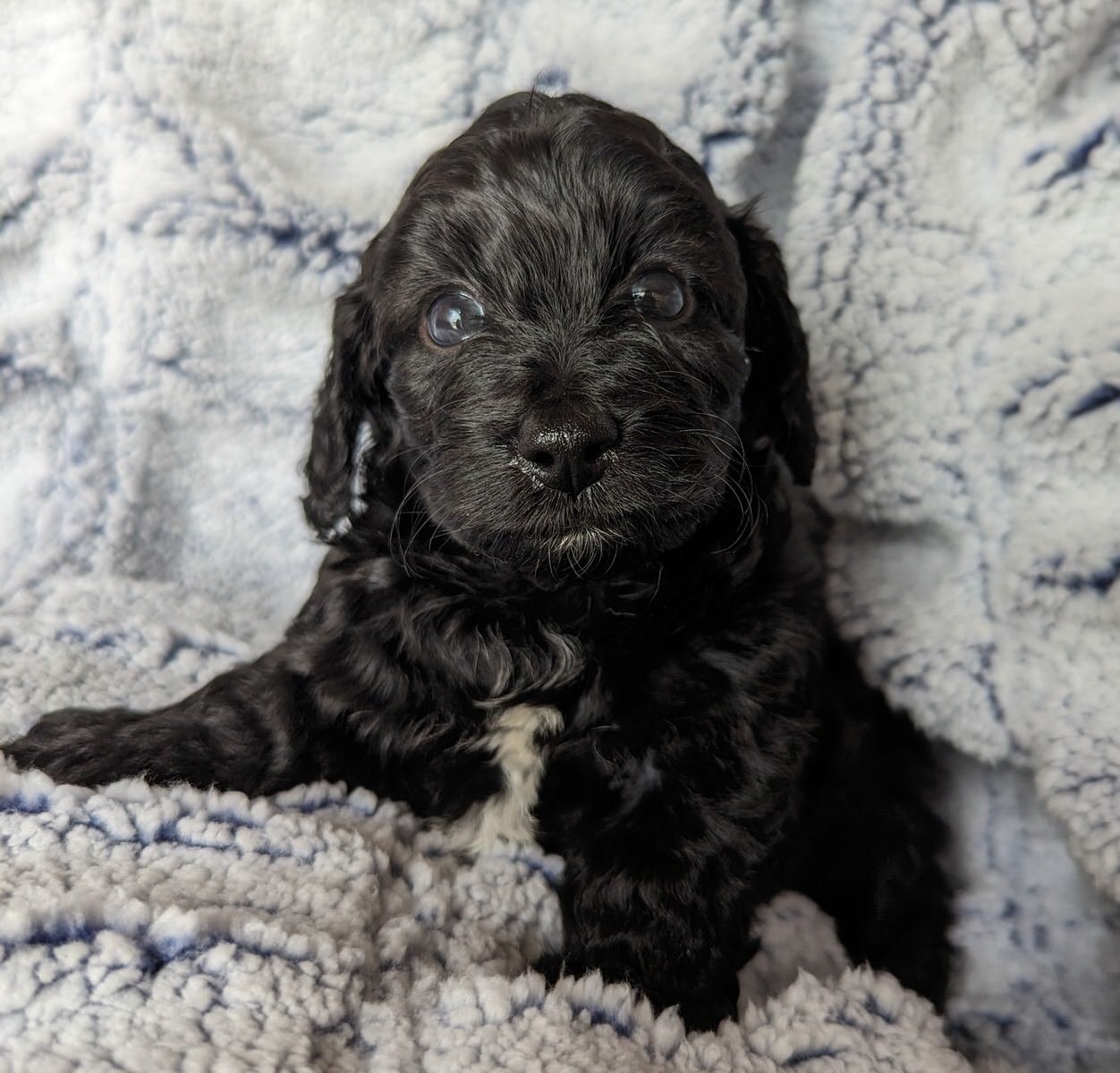 Dapplelane Doxipoo Puppy