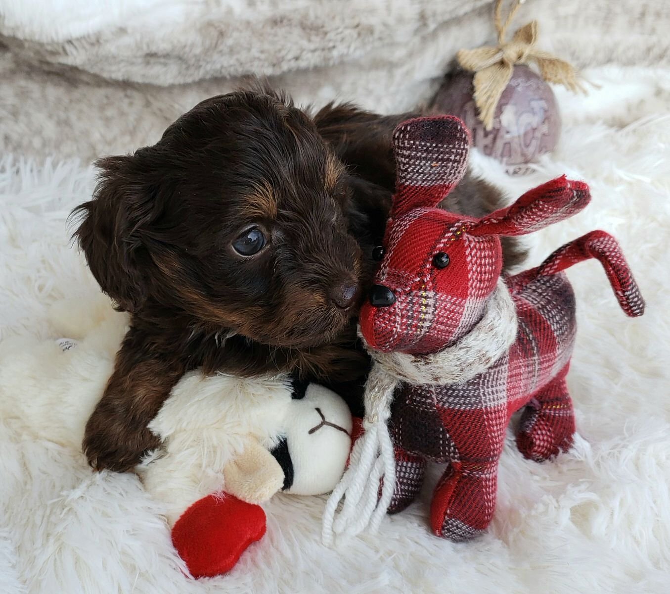 Lucy is affectionate and loving, she especially loves her plaid doggie!