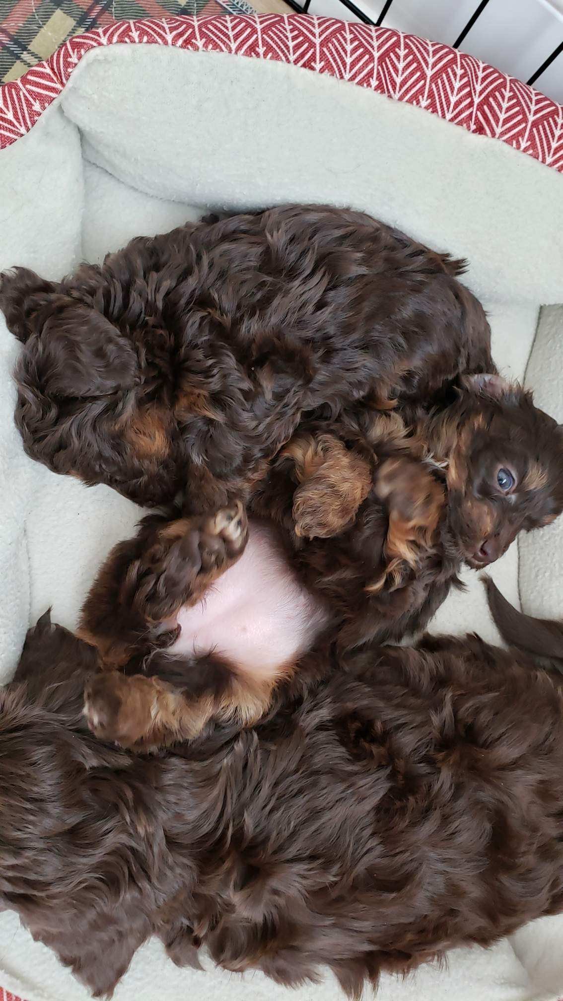 Linus and friends.