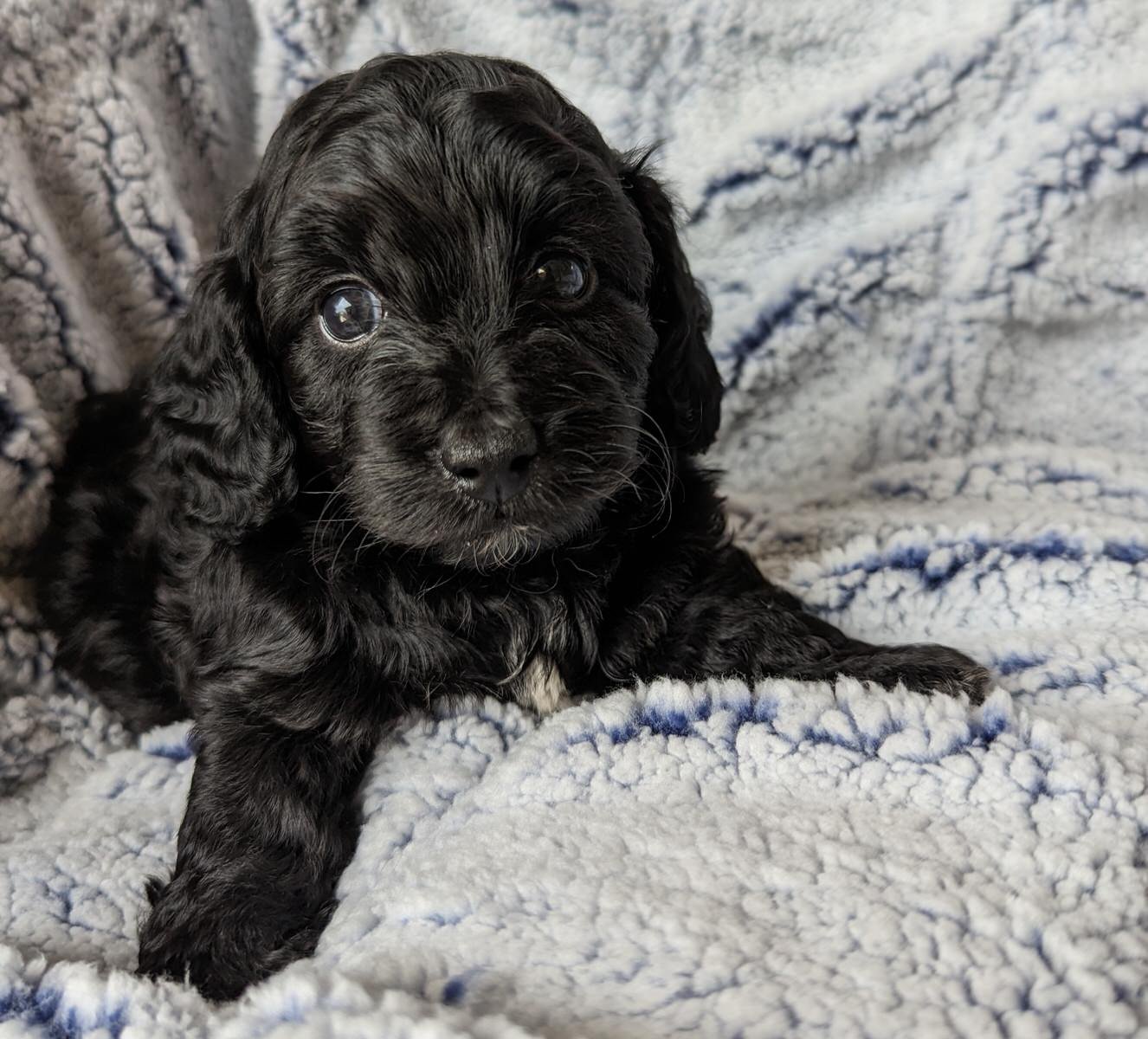 Doxiepoo boy puppy