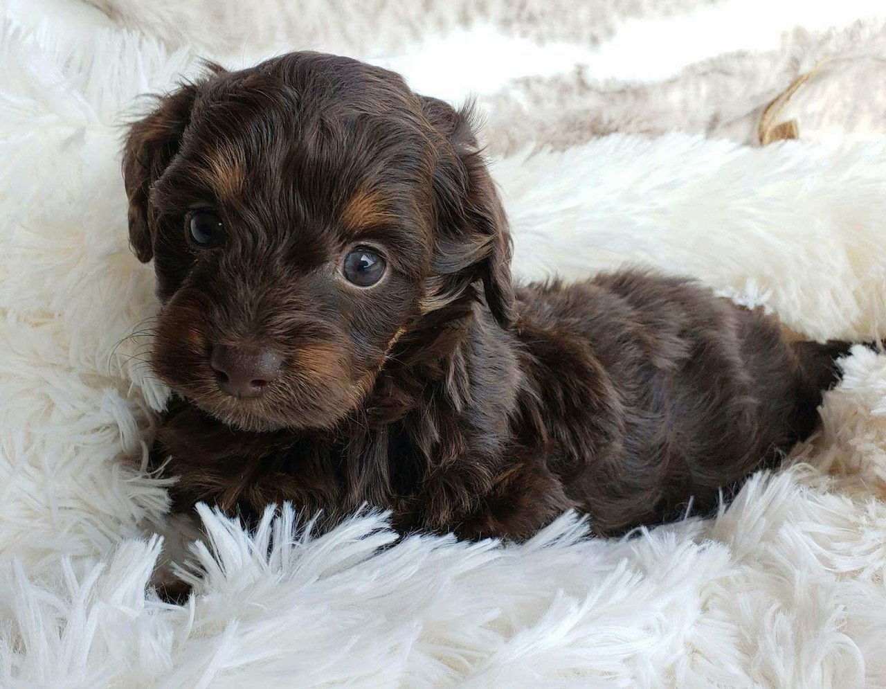 Such a beautiful puppy!