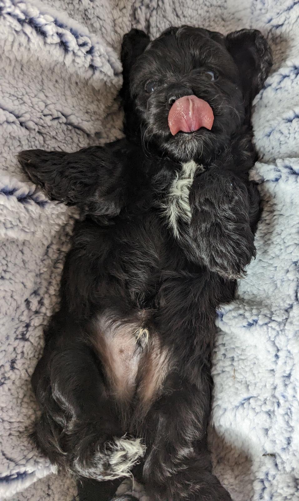 Doxiepoo Puppy from Dapplelane