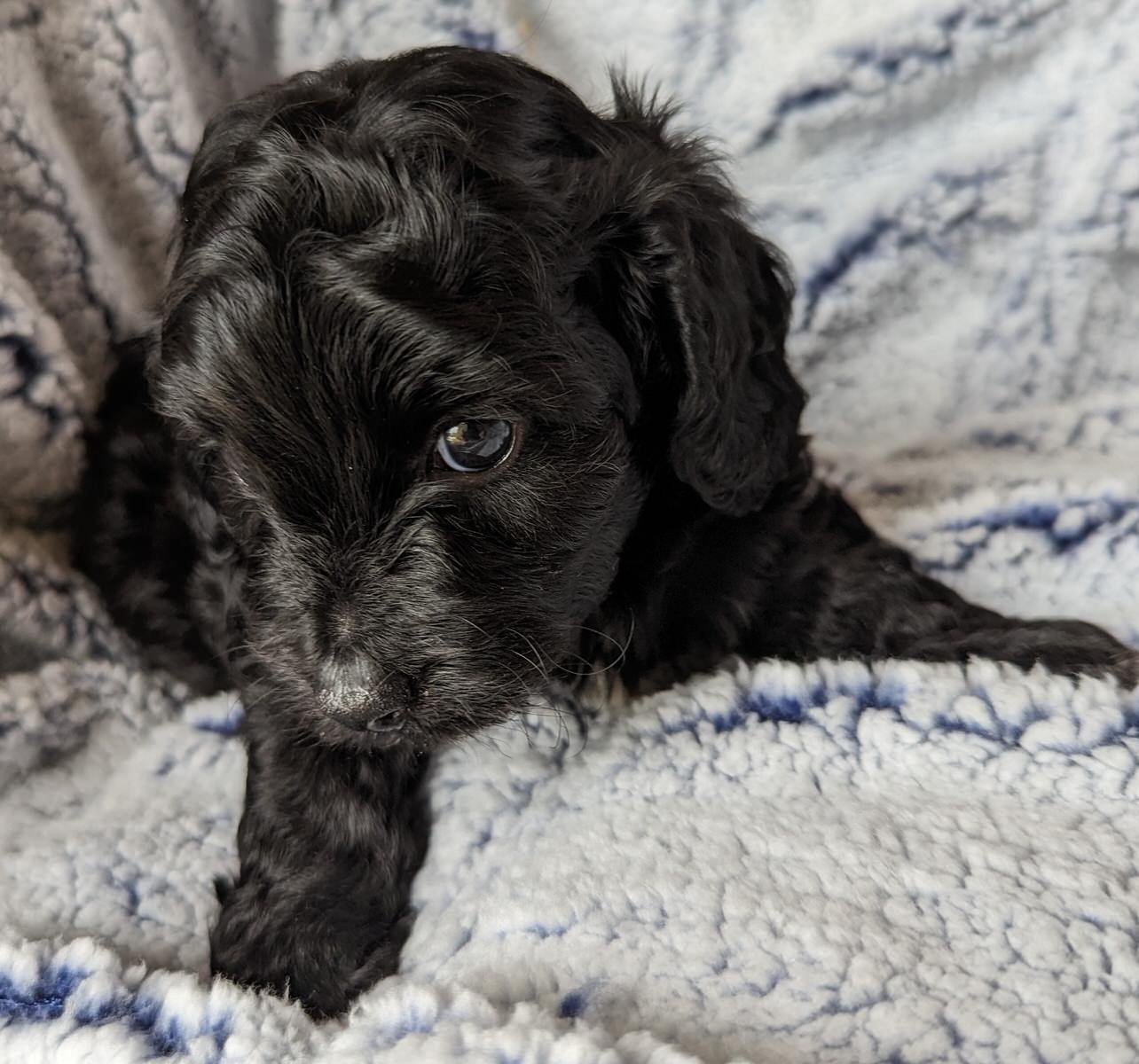 Cutest Doxiepoo Puppy ever!