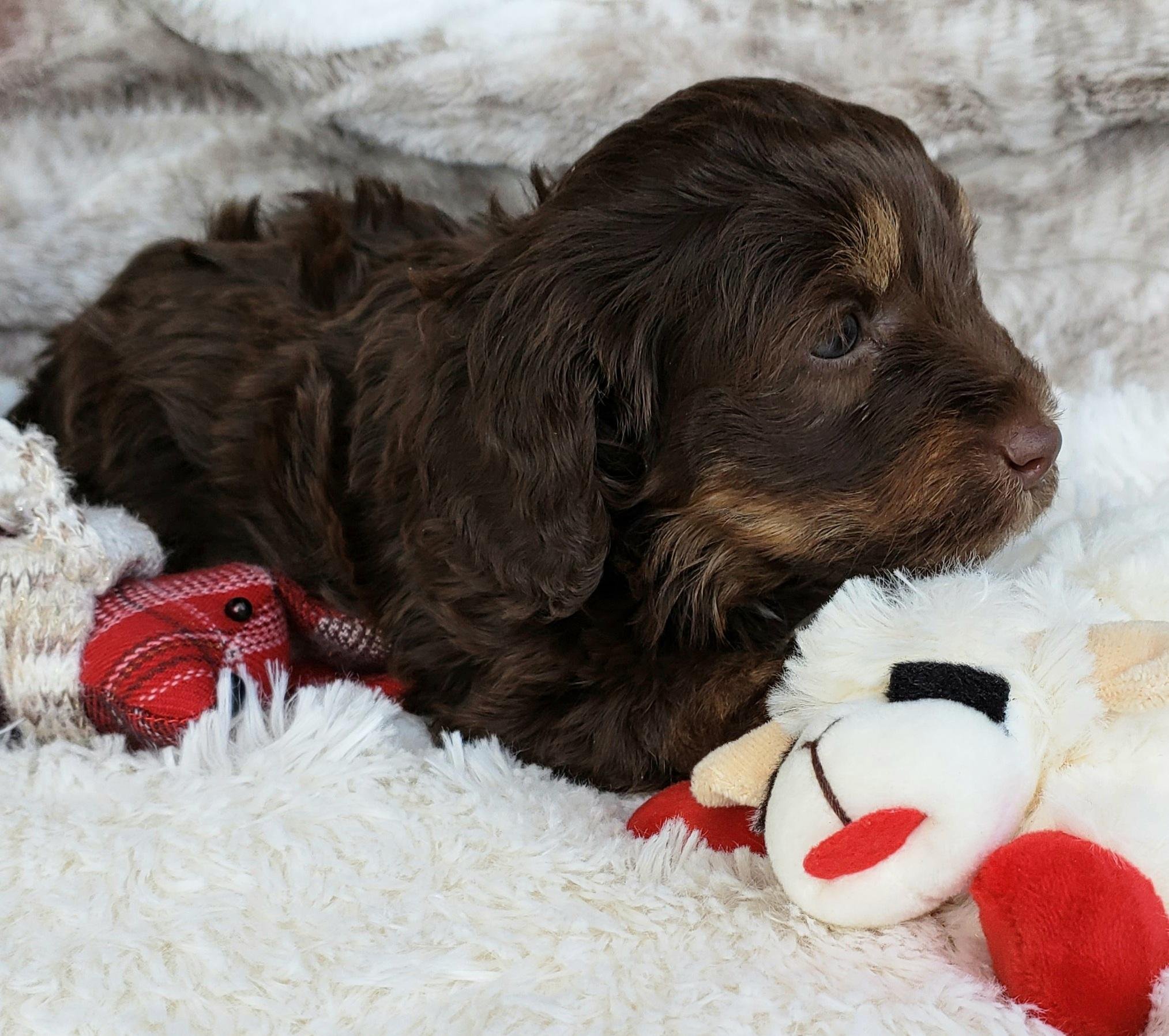 If you adopt Linus, better have lots of toys for him to sleep with!