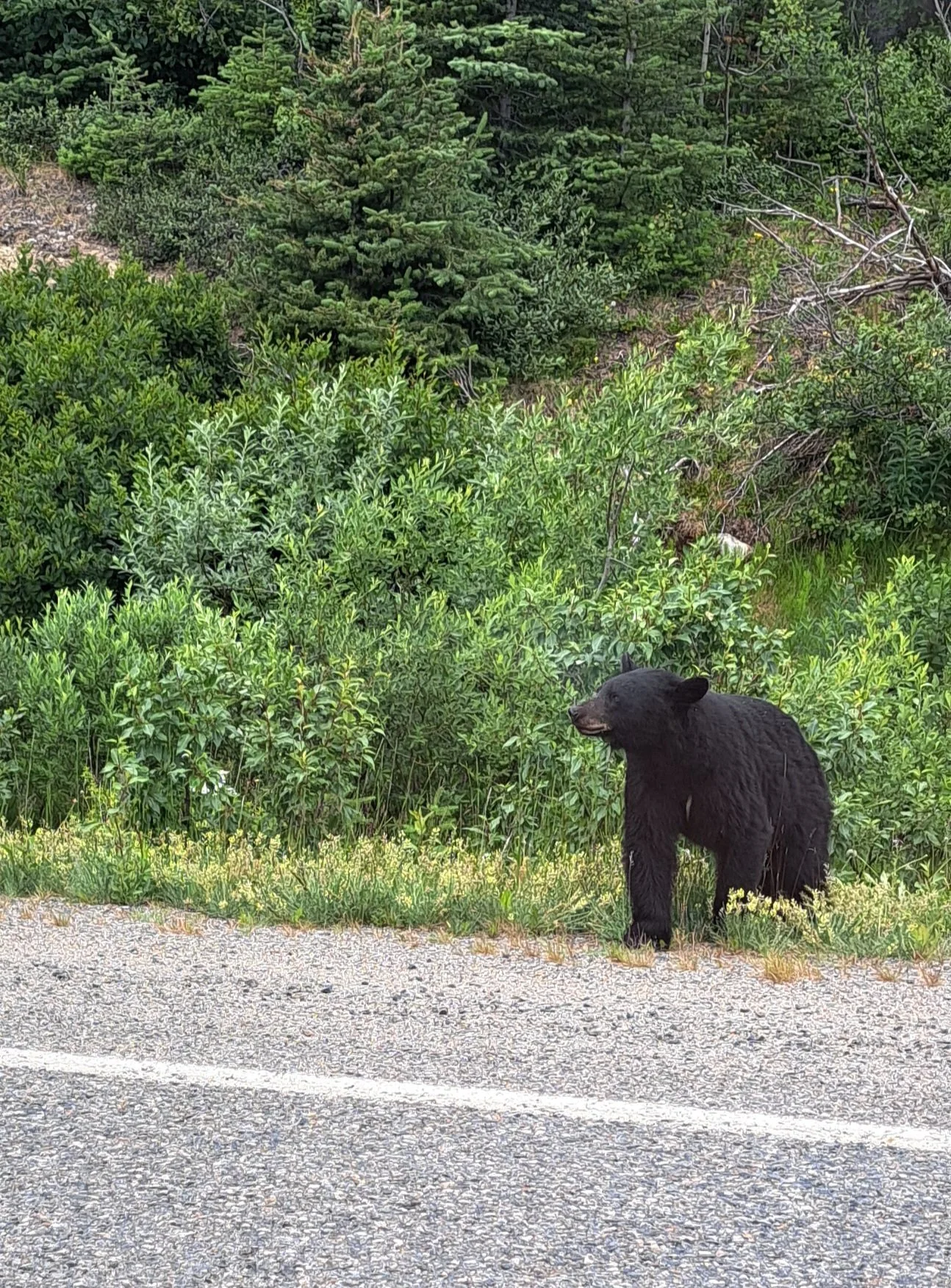 Bear Road.jpg