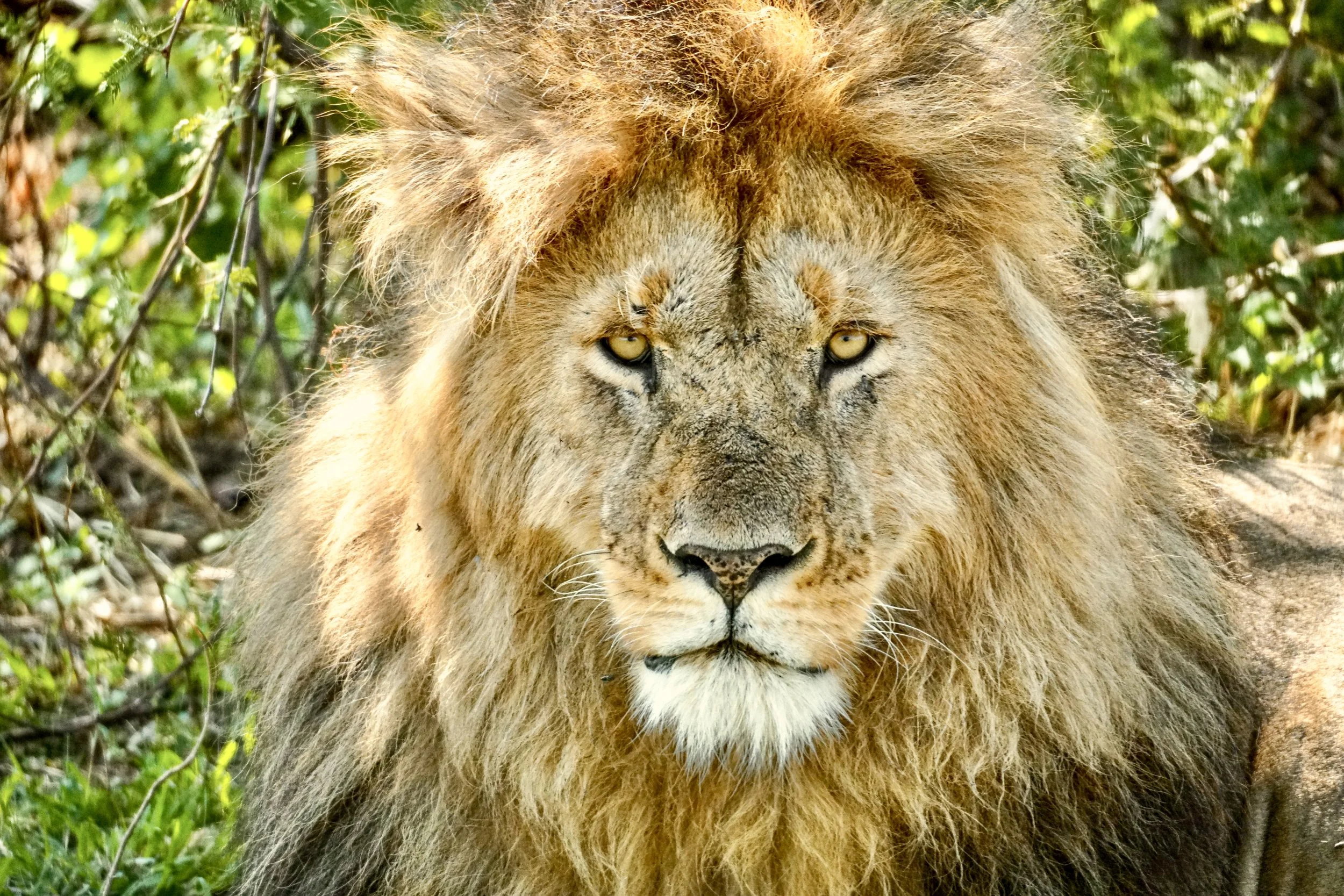 10 Tips for What to Expect on Safari