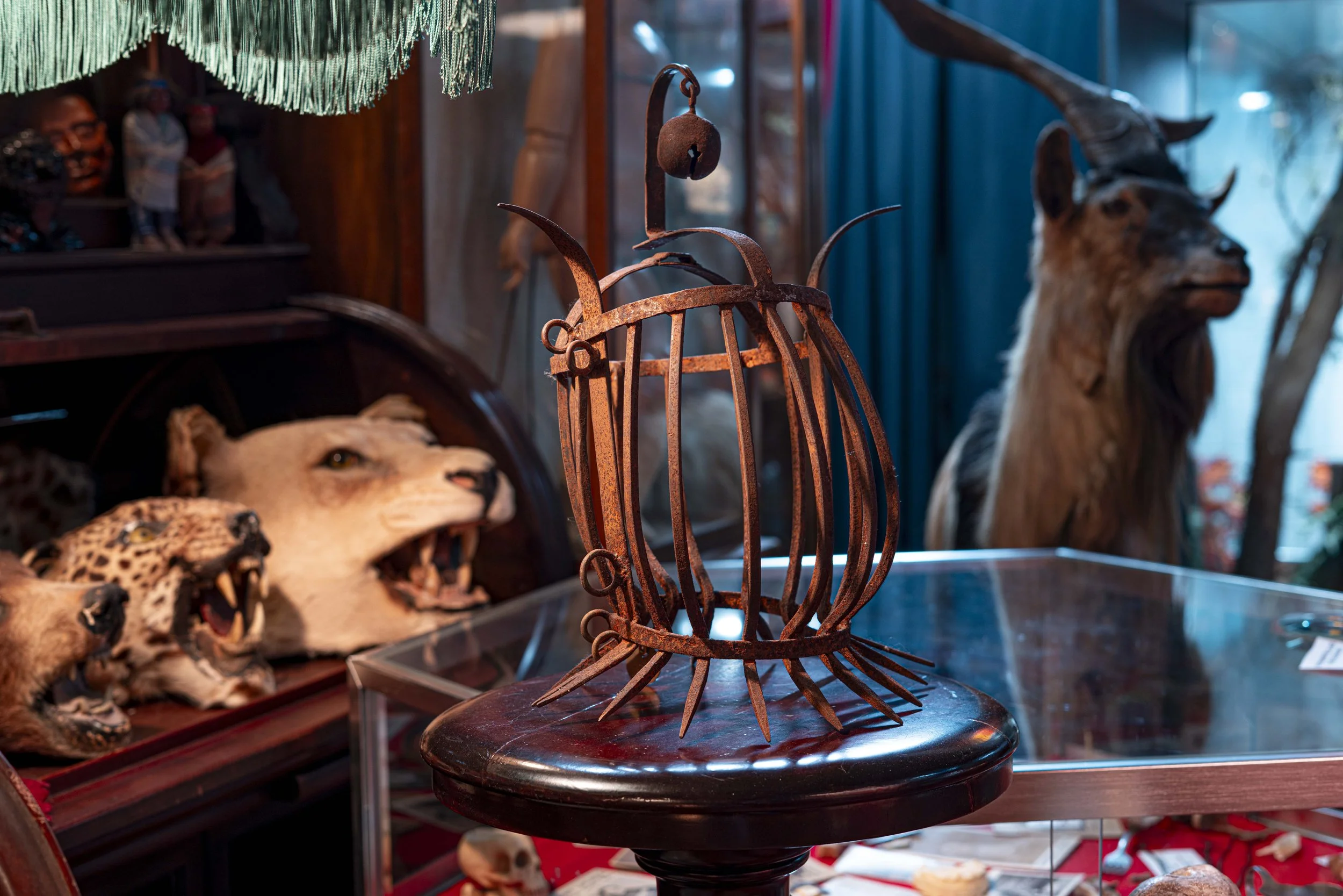 Scold's Bridal on display with animal heads leftover from various taxidermy rugs