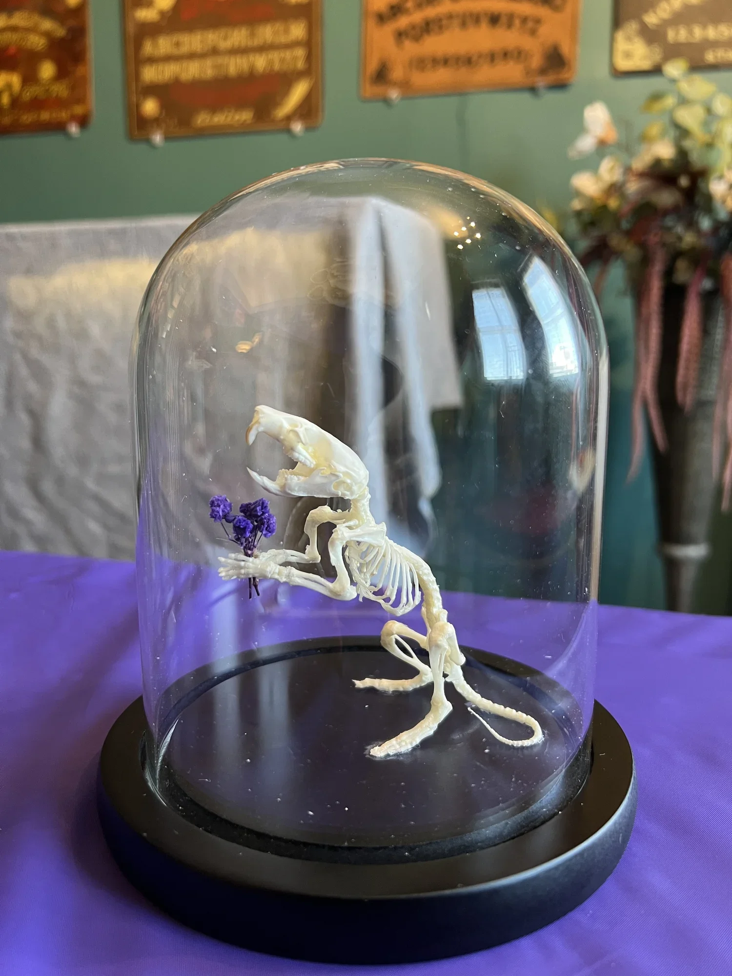 Rat Skeleton Articulation Class