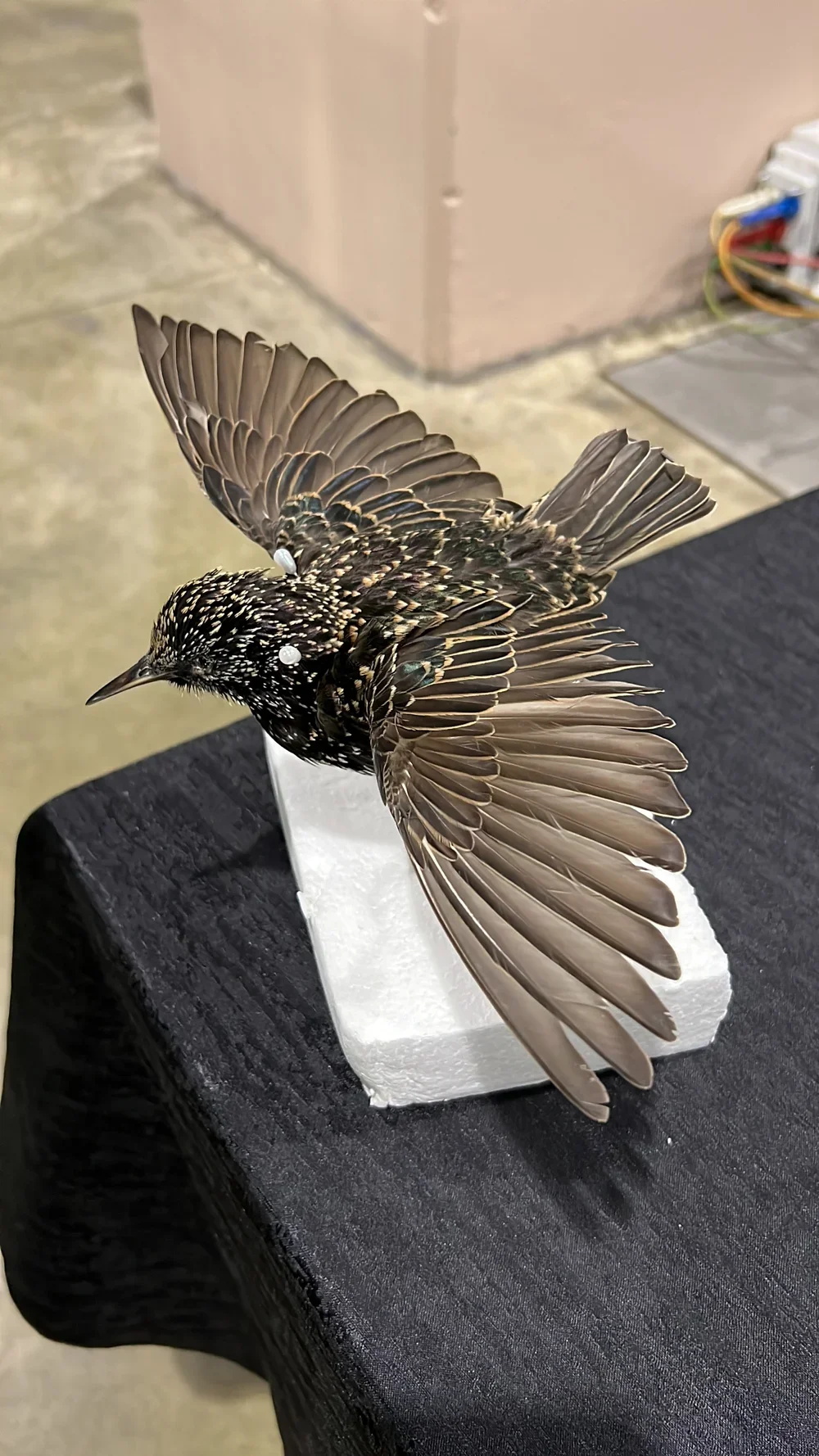 Starling Taxidermy Class