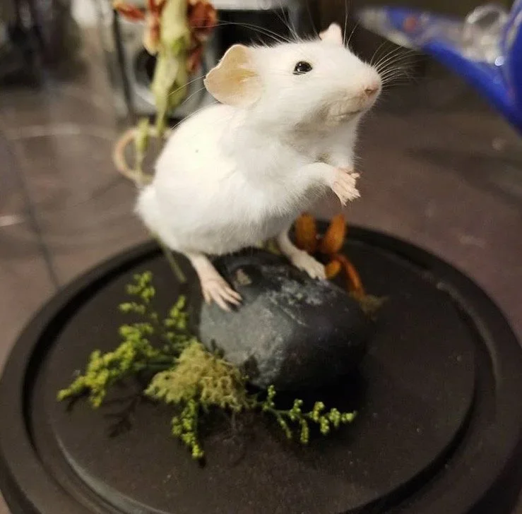 Mouse Taxidermy Class 