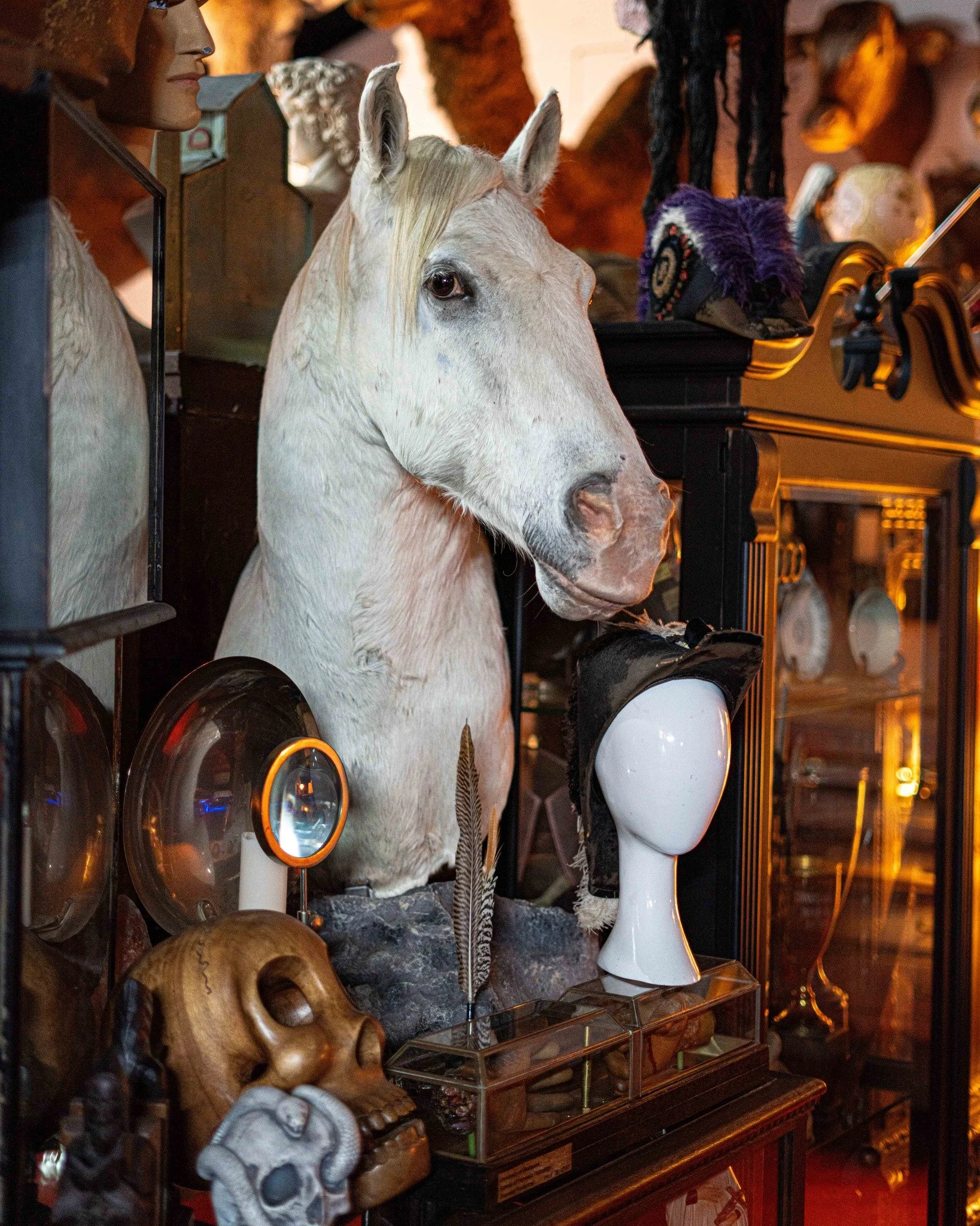 A horse is a horse, of course, of course.

Oddities Museum open today 11am-5pm! Come talk to the horse.
