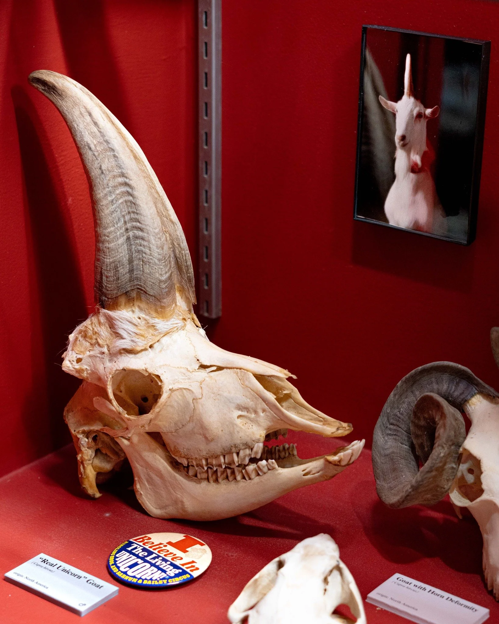 Did you know that we have a unicorn skull at The Oddities Museum? This is a real, unmodified skull from a goat with one horn in the center of its head. Ancient illustrations of unicorns often depicted goats rather than horses. Ringling Bros. and Barn