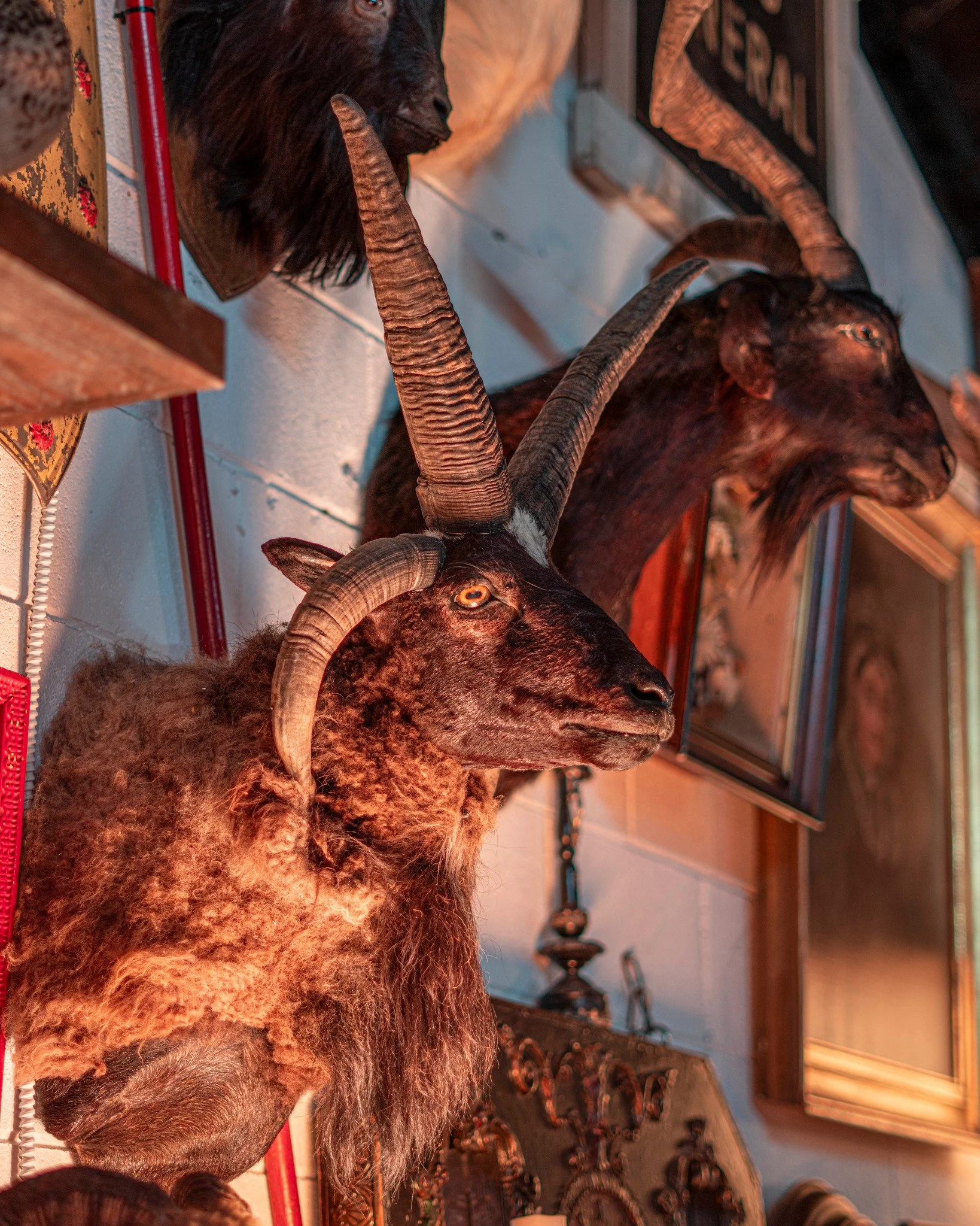 Did you know that goats use sneezing as a way to sound an alarm to other goats? A sneezing goat may be a warning of danger!

Come see our goats and so much more at The Oddities Museum! Open today 11am-5pm.