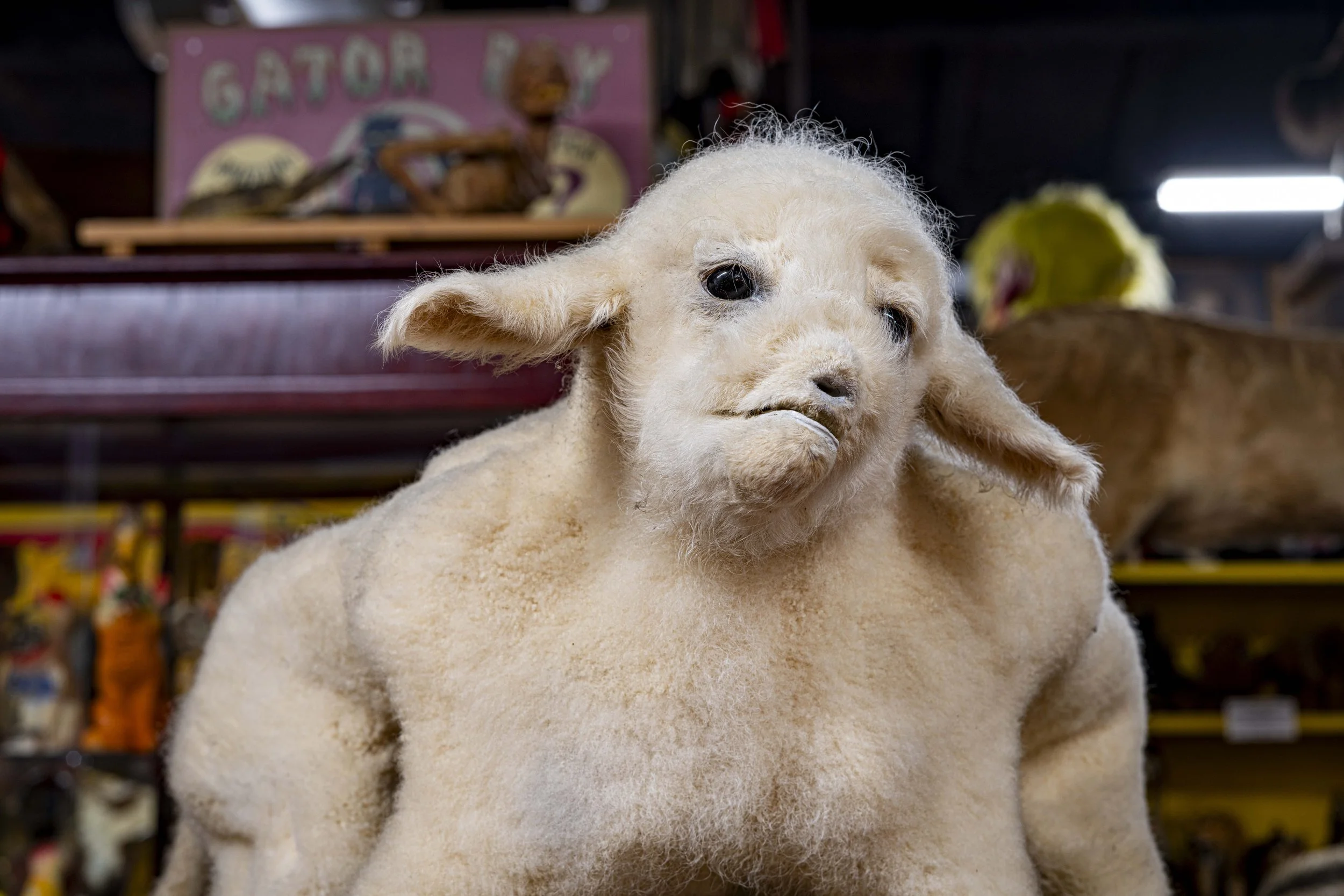 Close-up of a fluffy white baby lamb with 6 legs with dark eyes and a slightly open mouth
