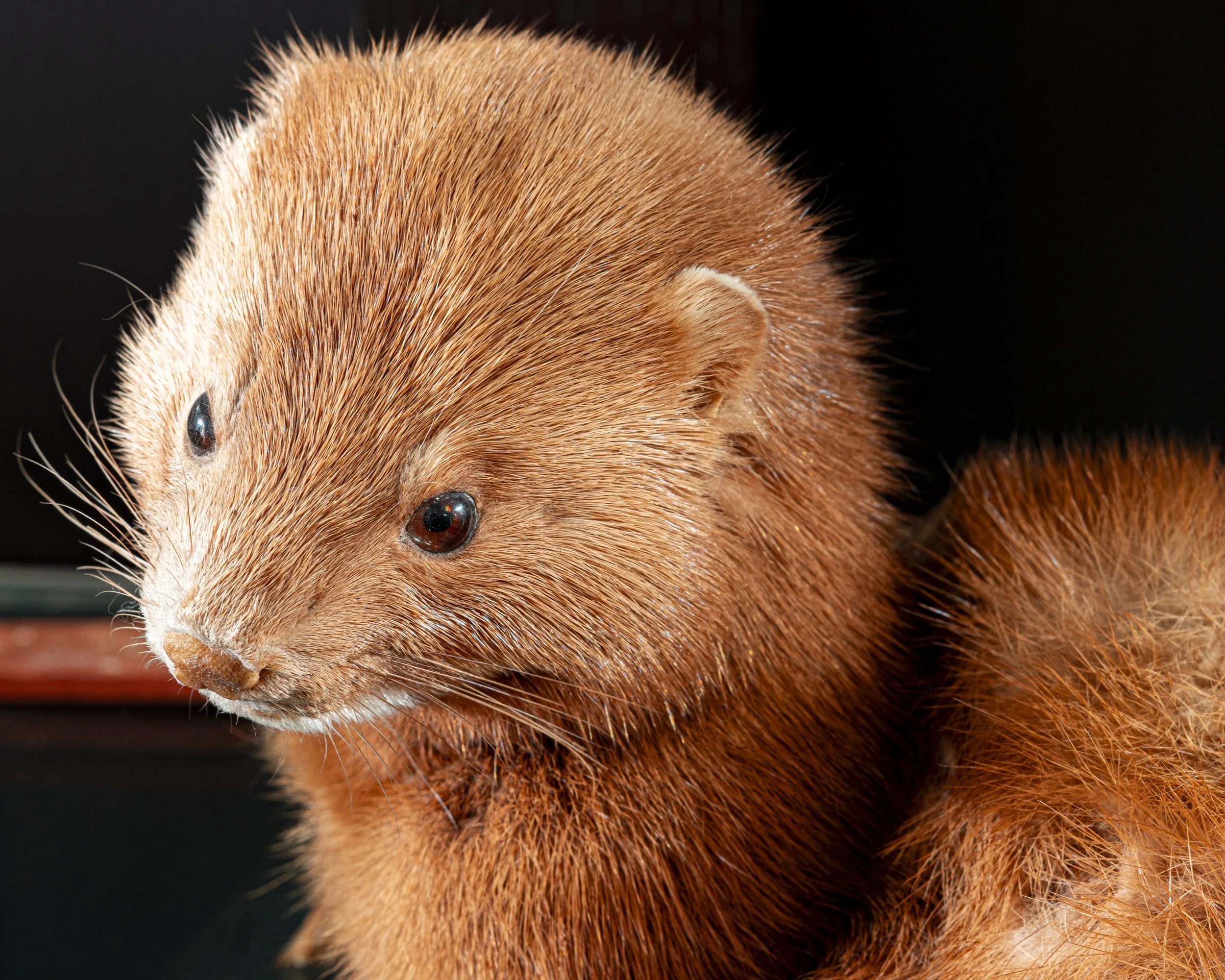 Close-up of a ferret's face showing its small black eyes, tiny nose, and reddish-brown fur against a dark background.