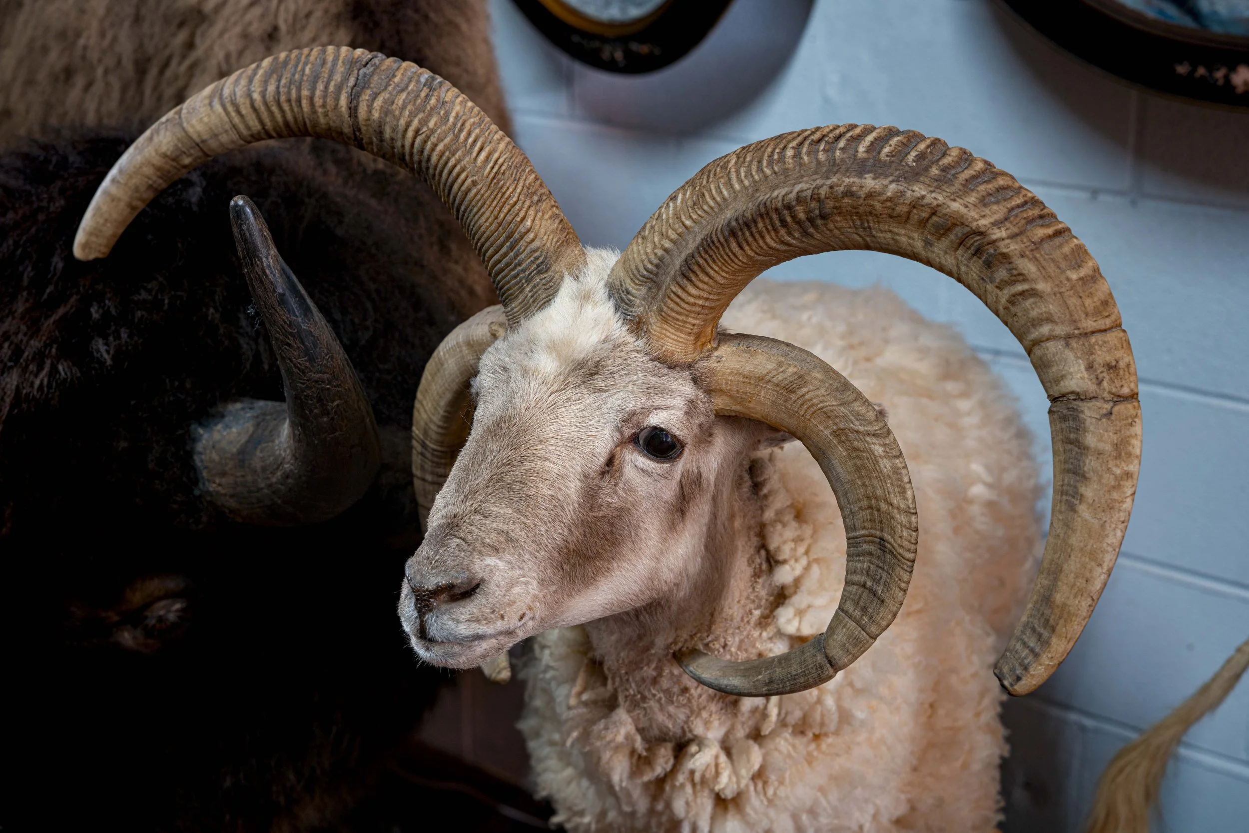 Close-up of a Jacobs Ram face with large, curved horns and white fur, resting on a fluffy woolly surface.