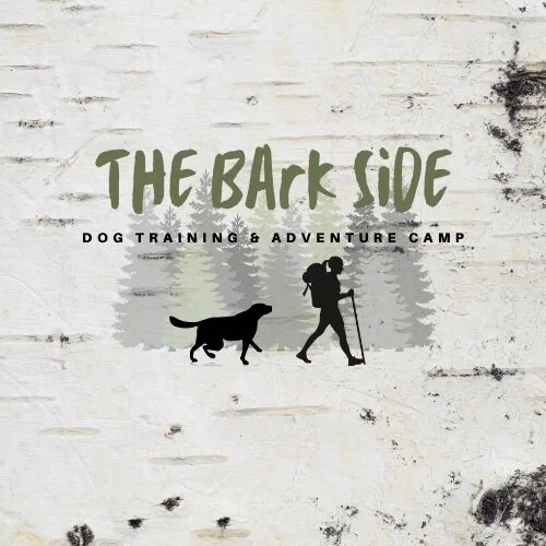 teaching heel with e collar