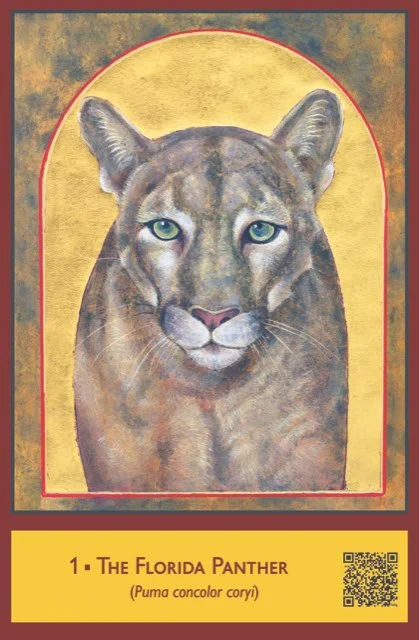 The Florida Panther, card 1 of the Sacred Biodiversity Oracle