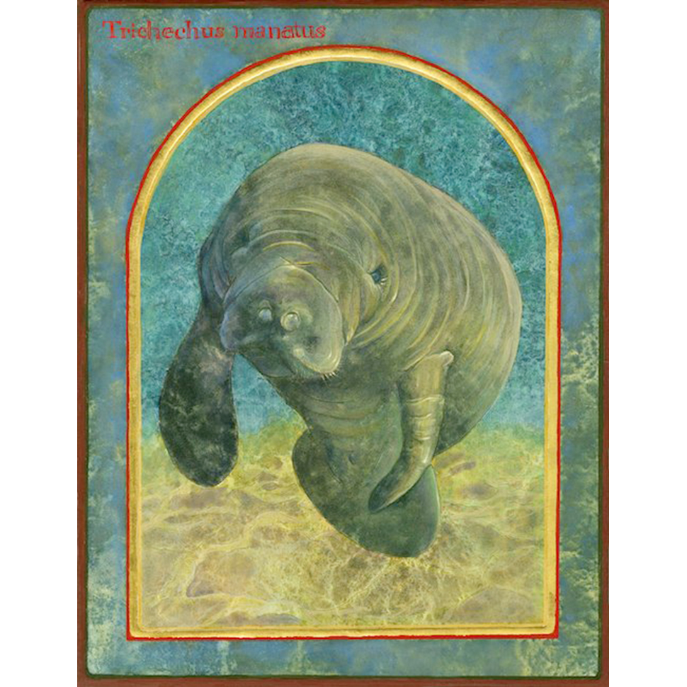 Manatee-squared.png