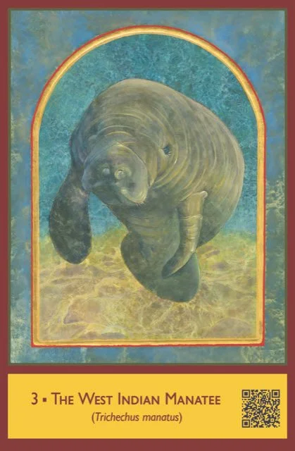 The West Indian Manatee, card 3 of the Sacred Biodiversity Oracle