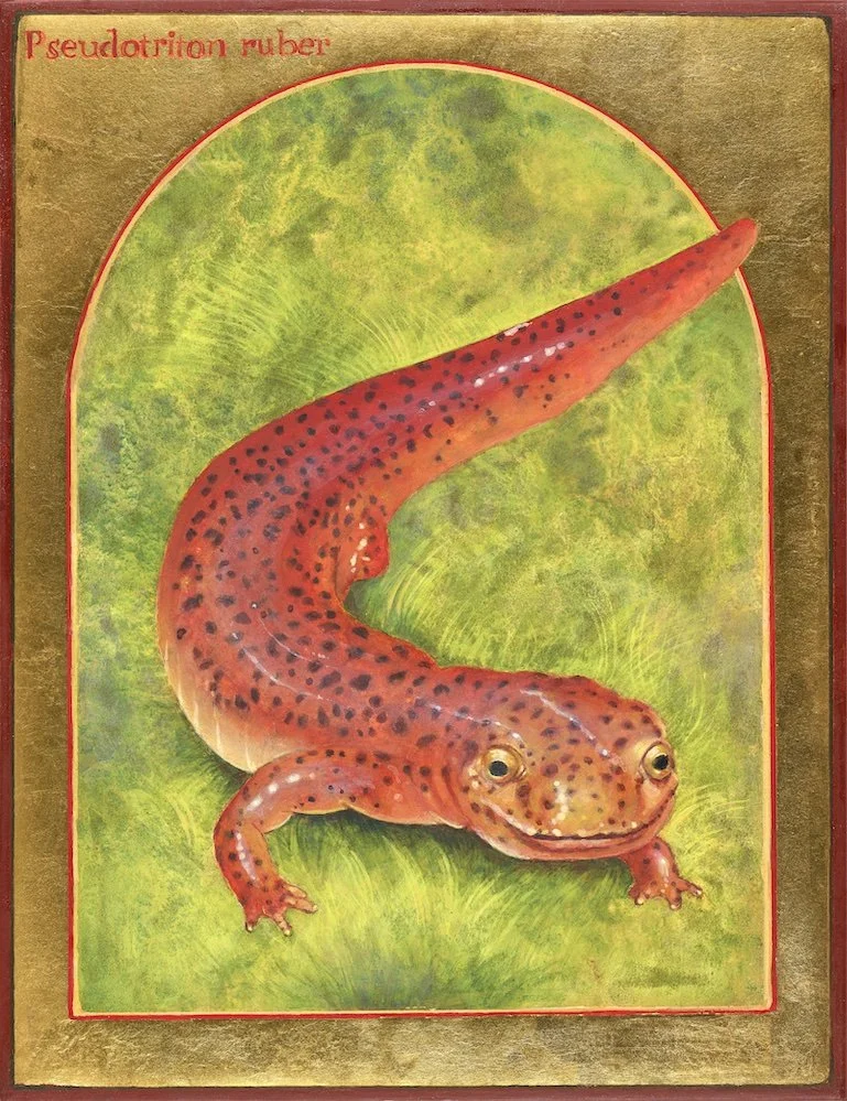 Red Salamander | Egg Tempera & Gold Leaf on Wood | 9" x 7" x 1" | Available