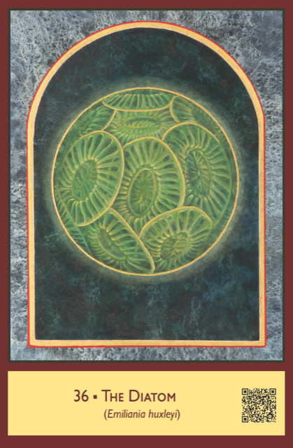 Diatom, card 36 of the Sacred Biodiversity Oracle