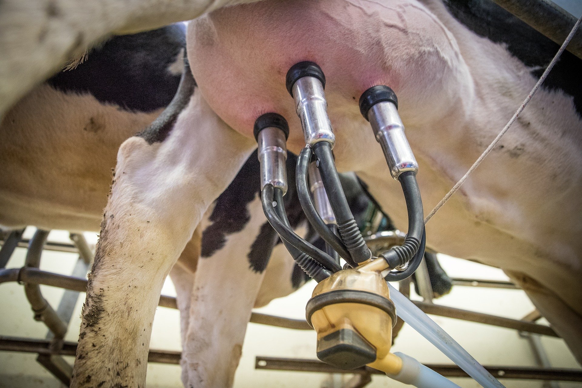 Udder Pumping