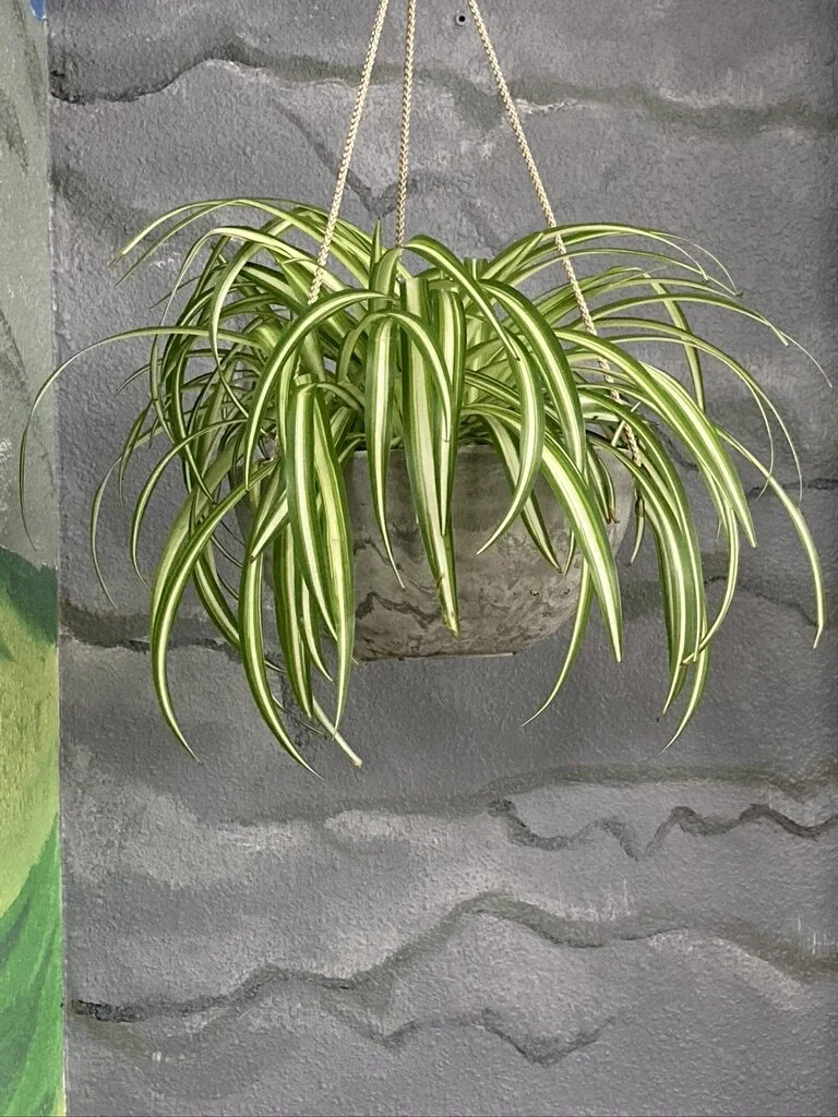 Mimic the texture of the plant pot onto the wall insets