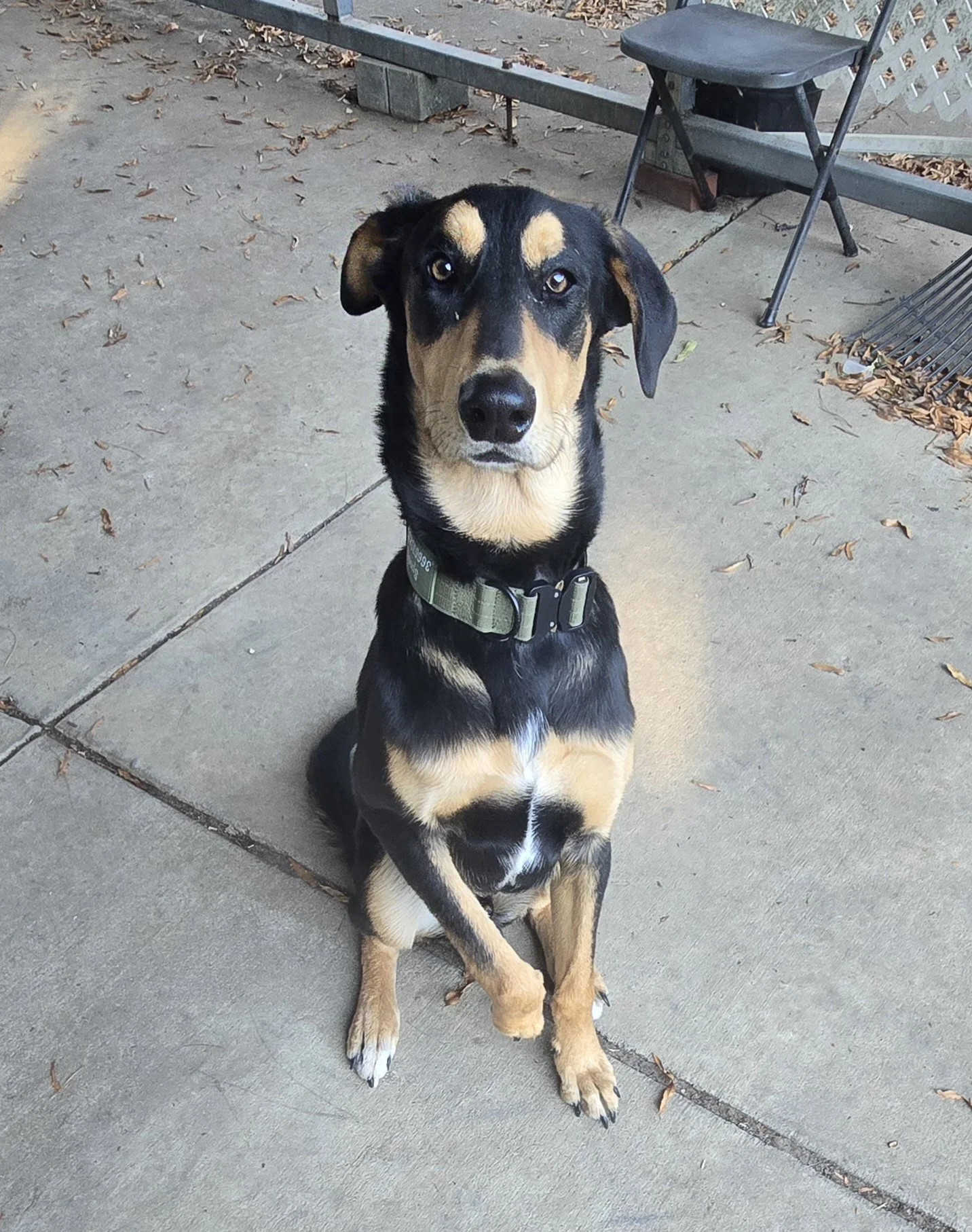 A young black and tan dog with a green collar sitting on concrete pavement with fallen leaves and a metal bench in the background.