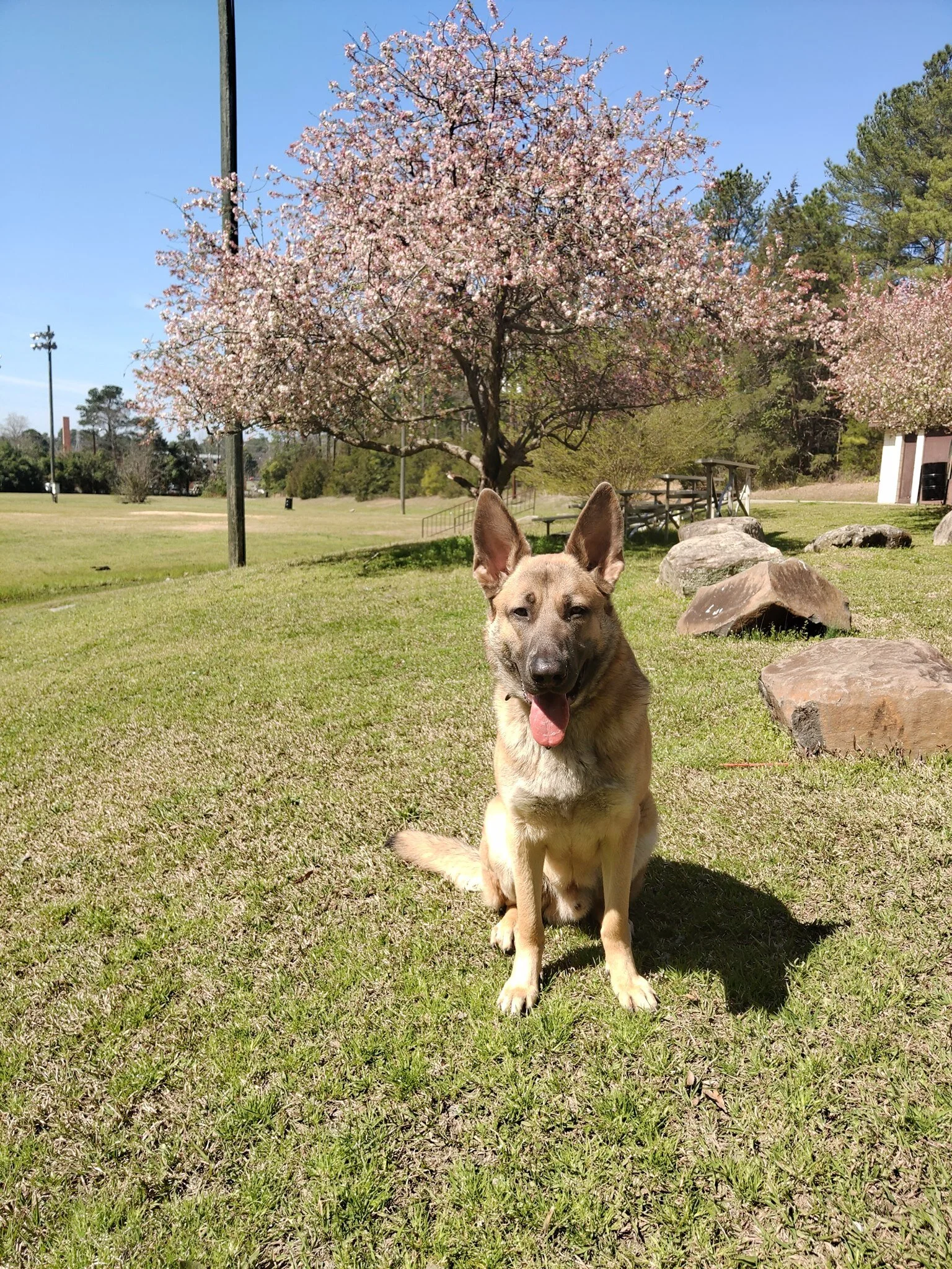 A tan German Shepherd dog sitting on grass in a park with pink blooming cherry blossom trees in the background under a clear blue sky.