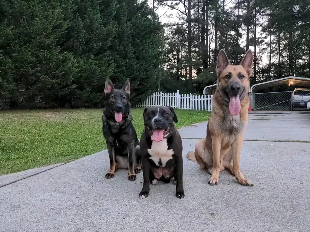 Three dogs sitting on a driveway in a backyard, with green trees and a white picket fence in the background, during sunset.
