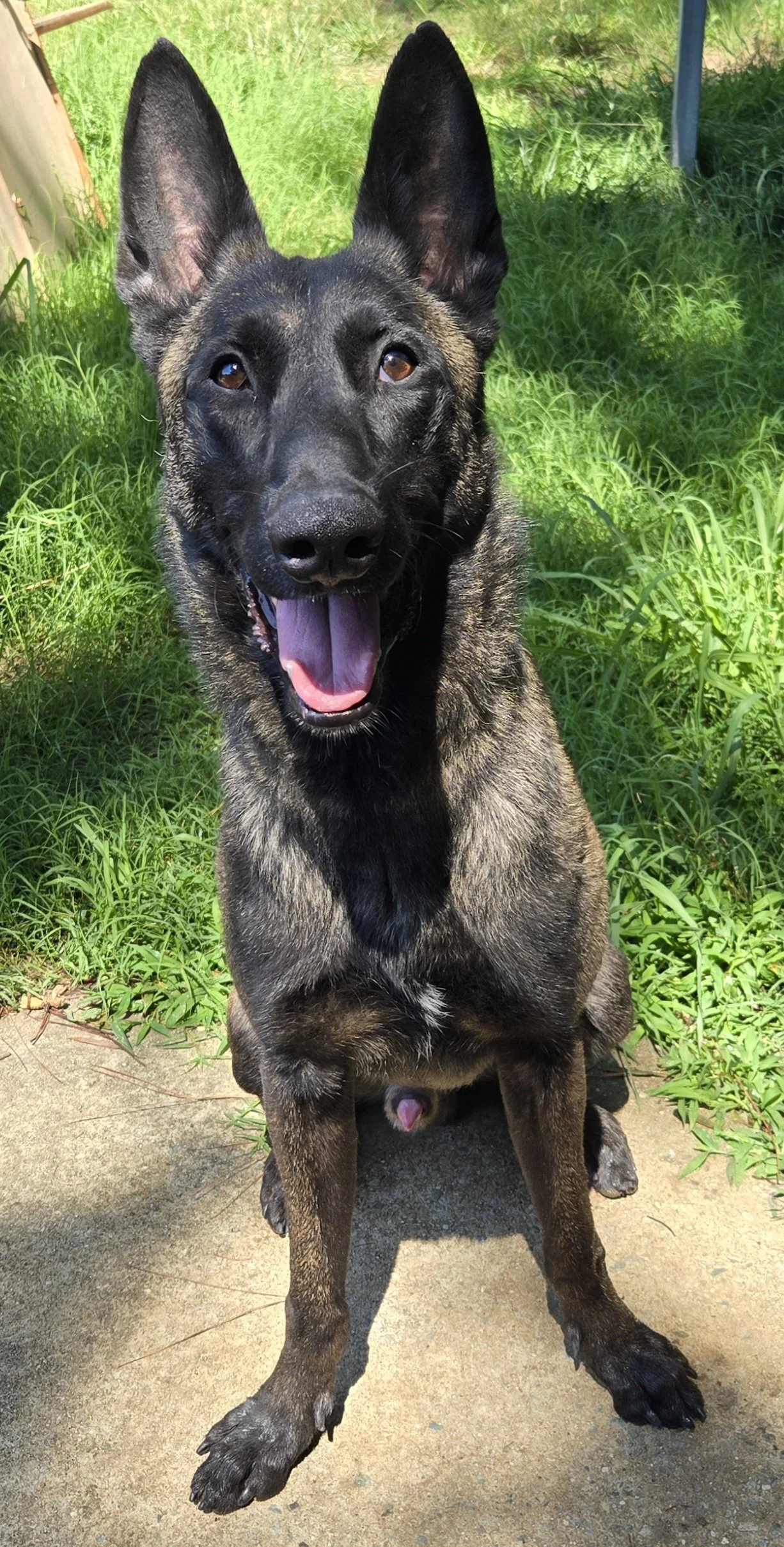 A happy German Shepherd dog sitting on a concrete path outdoors surrounded by green grass and foliage on a sunny day.