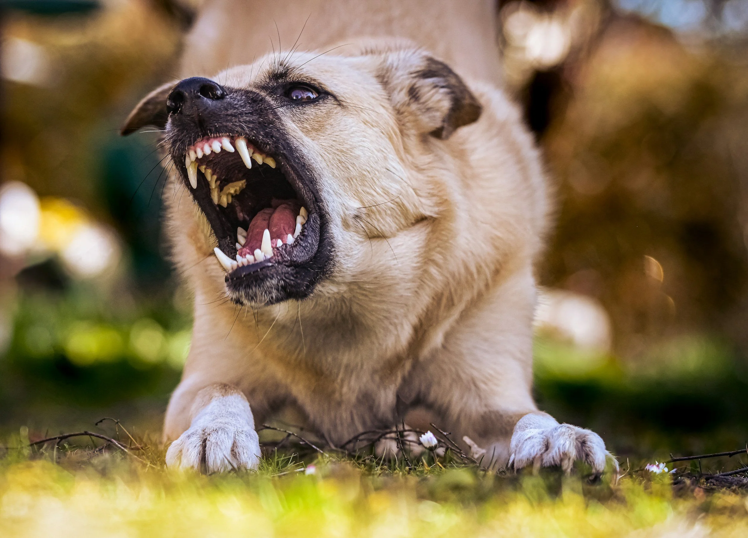 A dog with tan fur and black markings on its face, baring its teeth in a growl or bark, lying on grass with a blurred background of foliage.