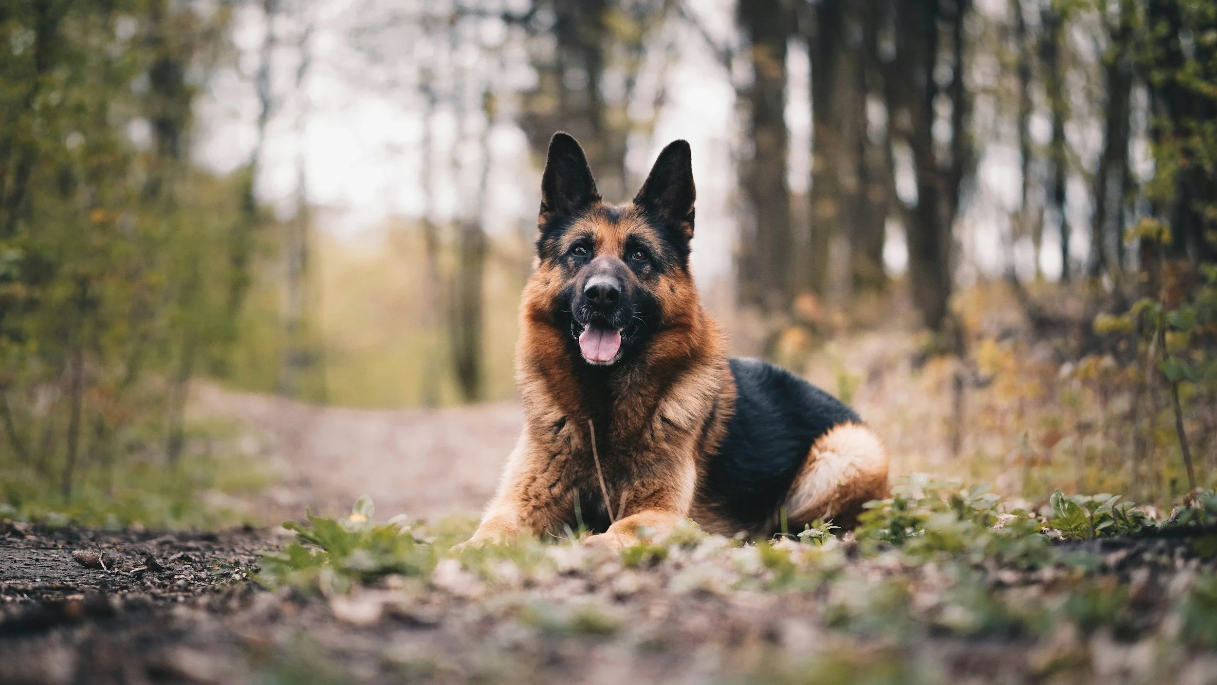 A German Shepherd dog lying on a forest trail surrounded by autumn foliage.