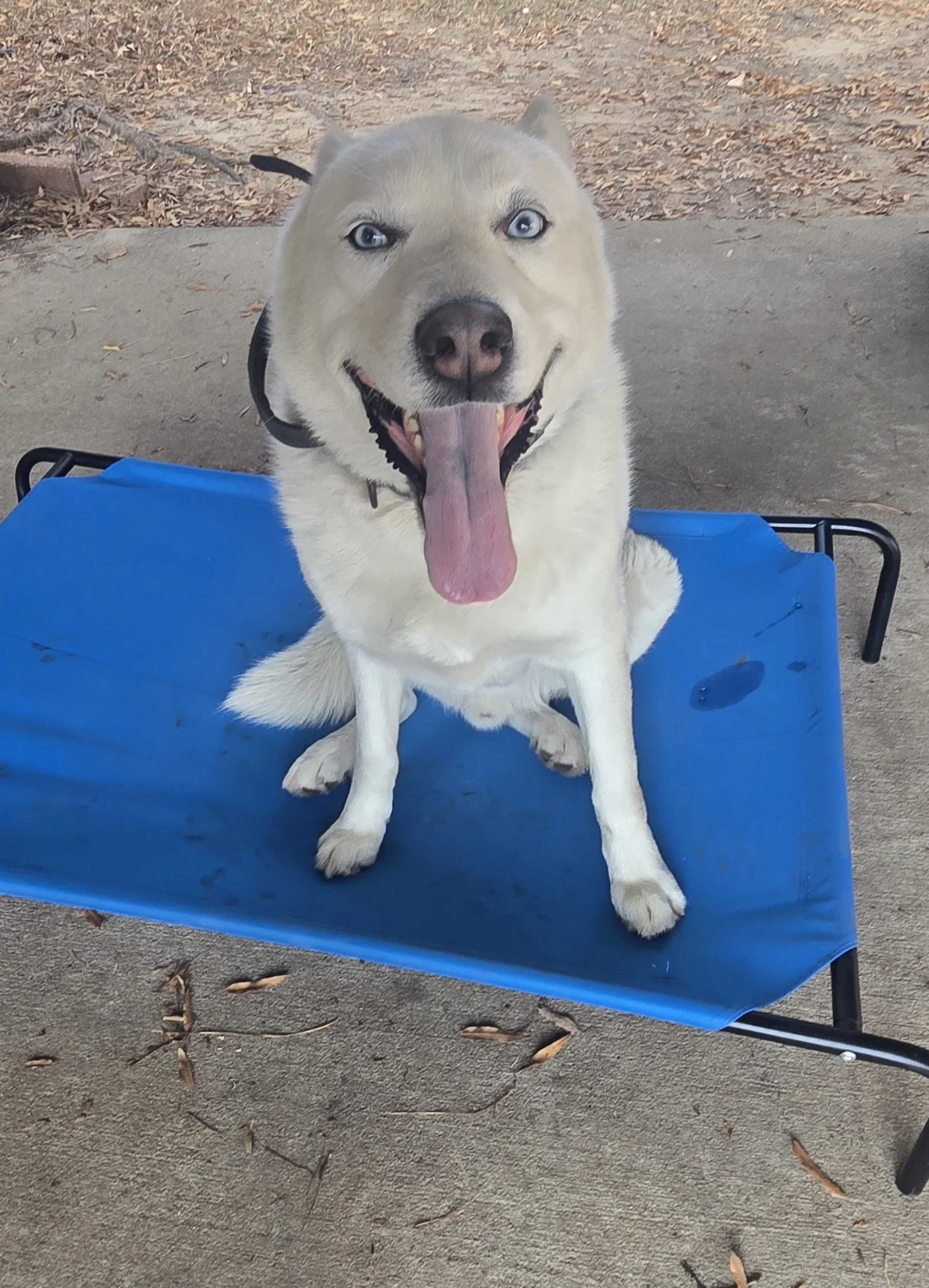 A happy light-colored dog, possibly a husky mix, sitting on a blue cot outdoors with its tongue hanging out.
