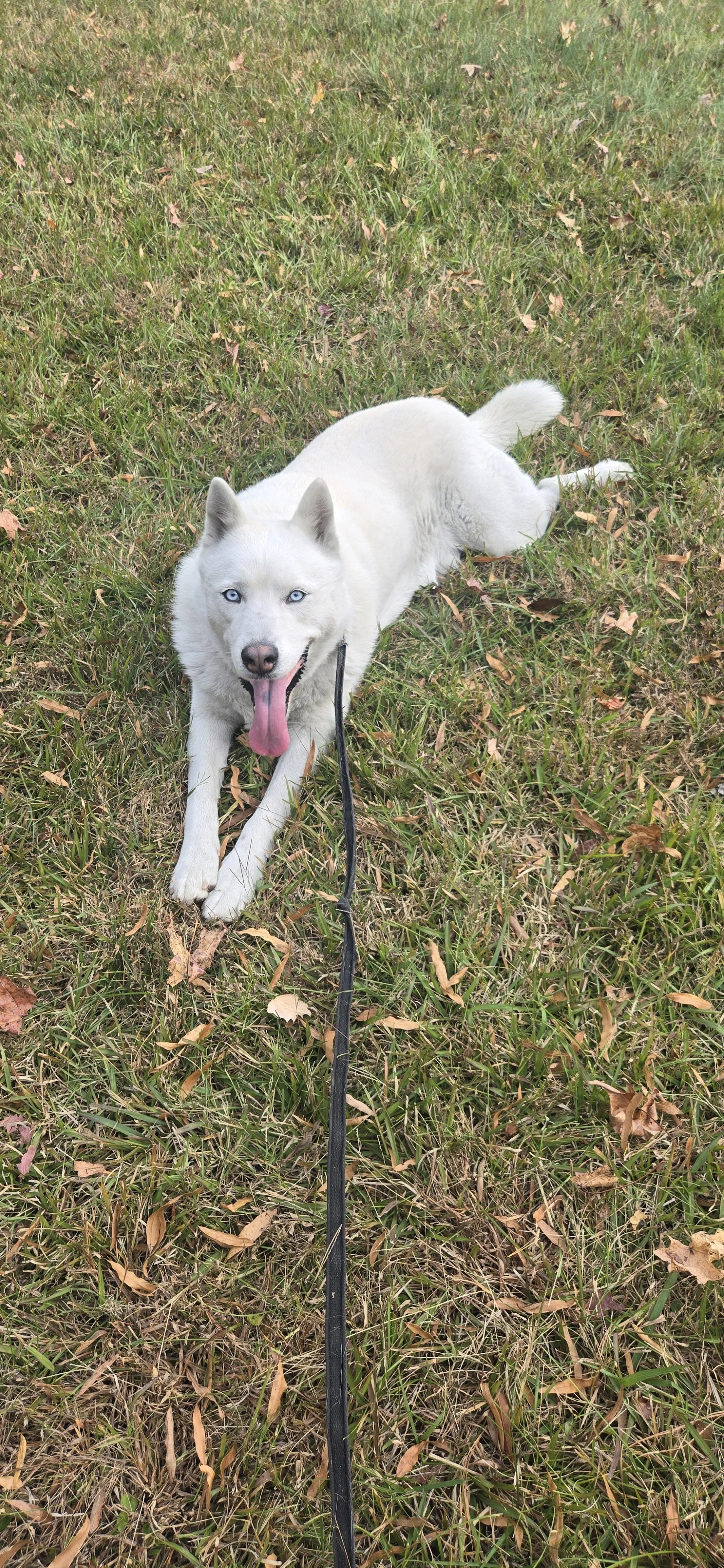 A white Siberian husky dog with icy blue eyes lying on grass with fallen leaves, tongue out, on a leash.