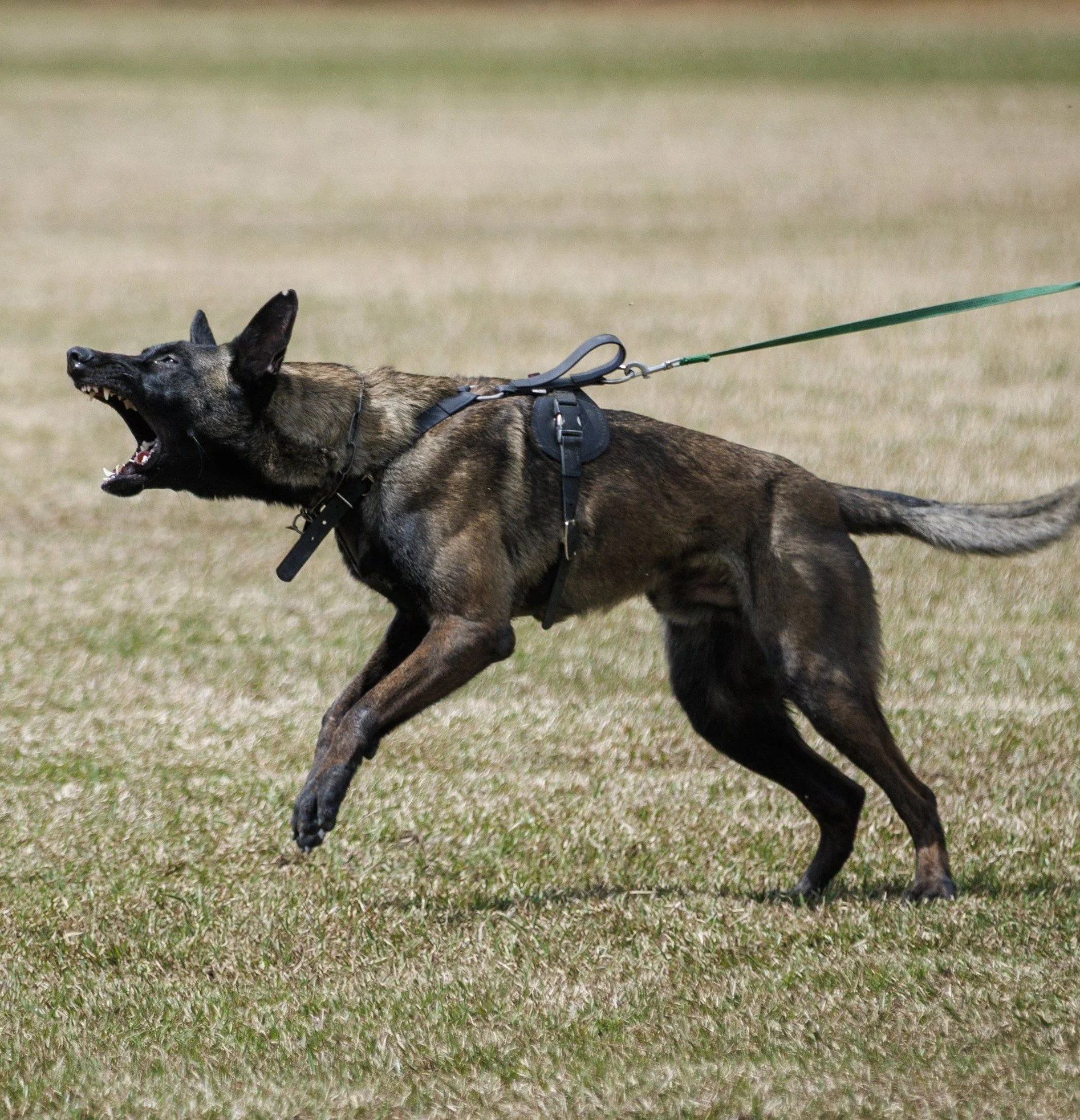 A Belgian Malinois running outdoors on grass, wearing a harness and attached to a leash.