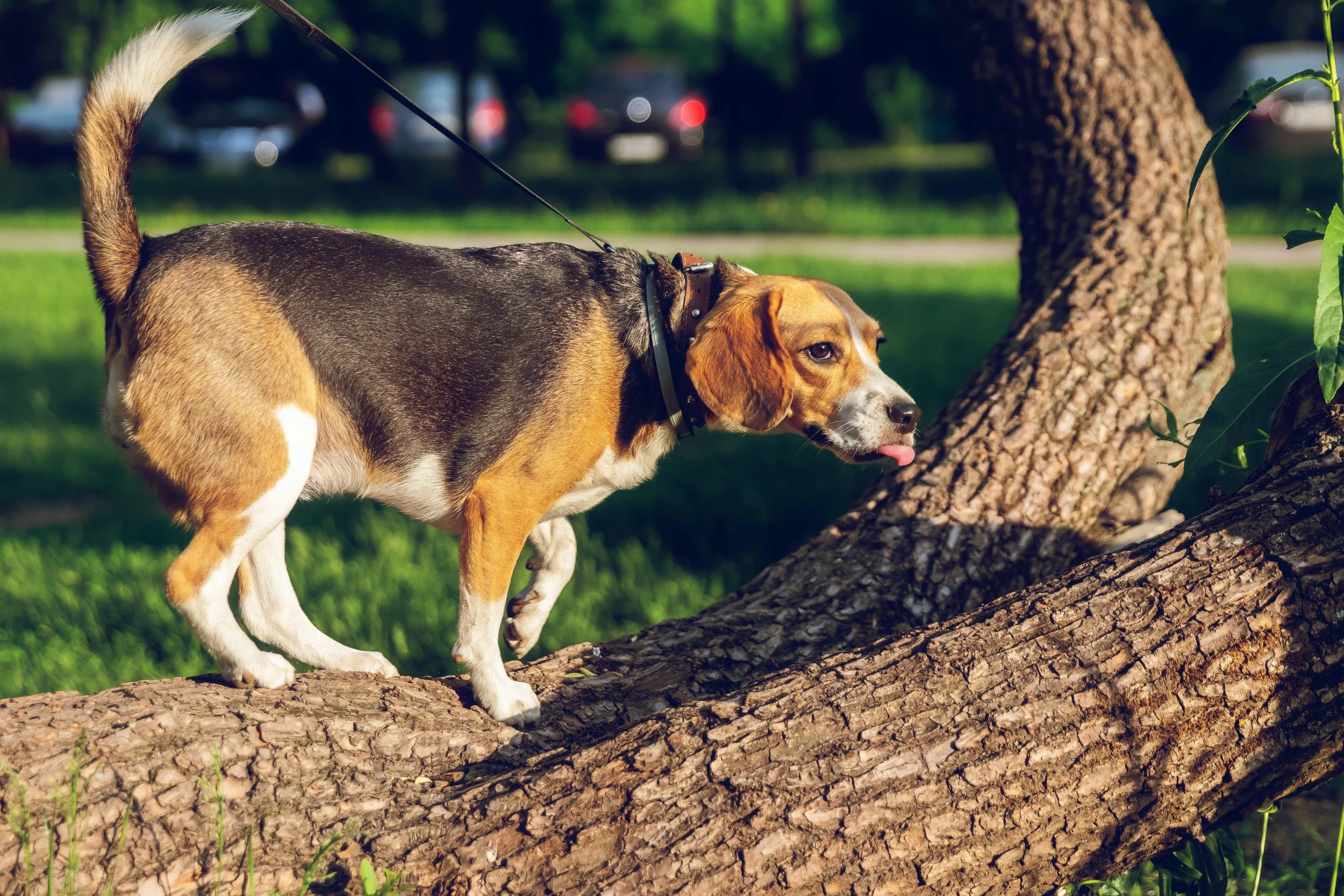 A beagle dog walking on fallen tree logs in a park with green grass and trees in the background.