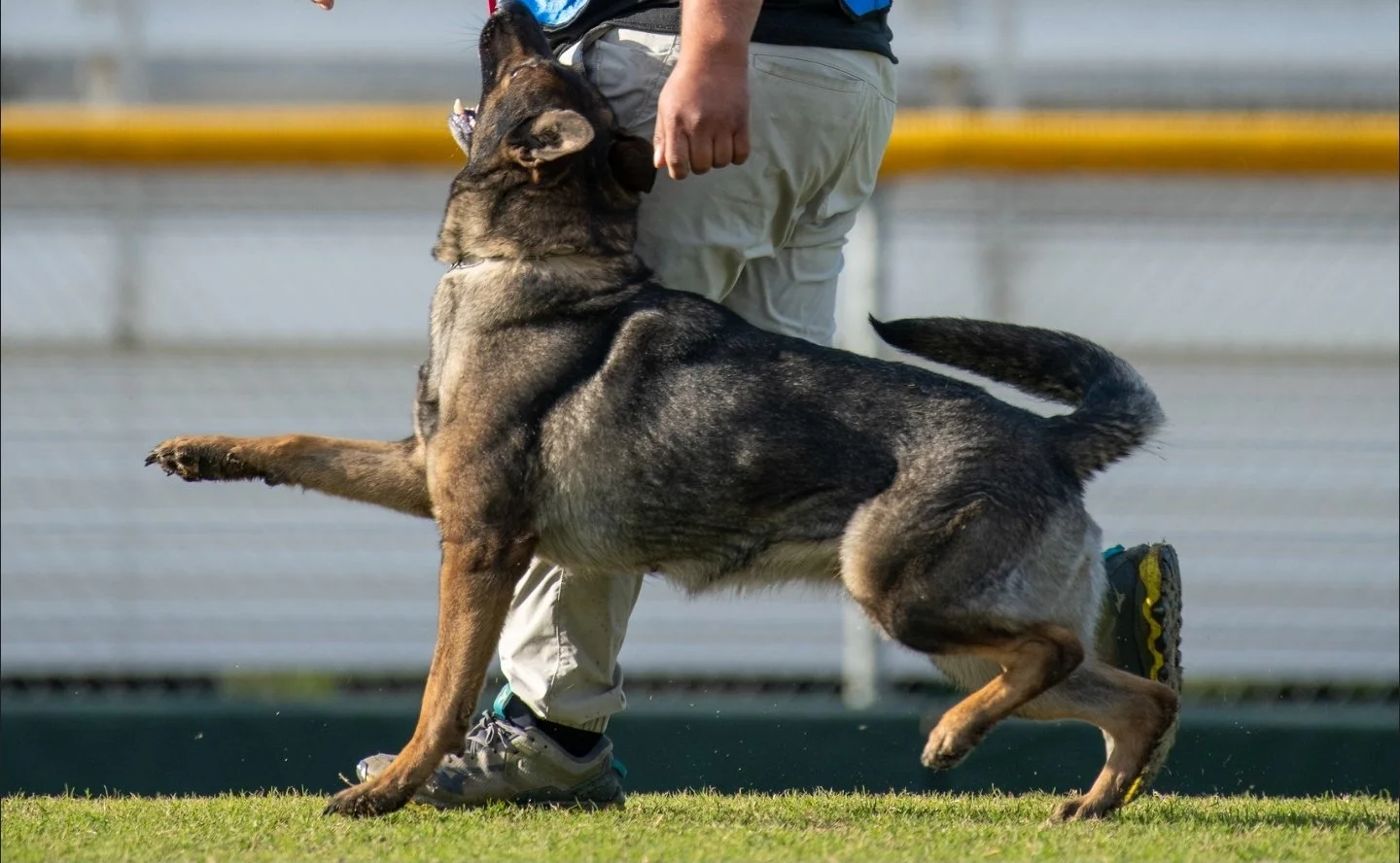 A German Shepherd dog training or demonstrating obedience, standing on grass and leaning into a person who is holding its collar, with a blurred sports field background.