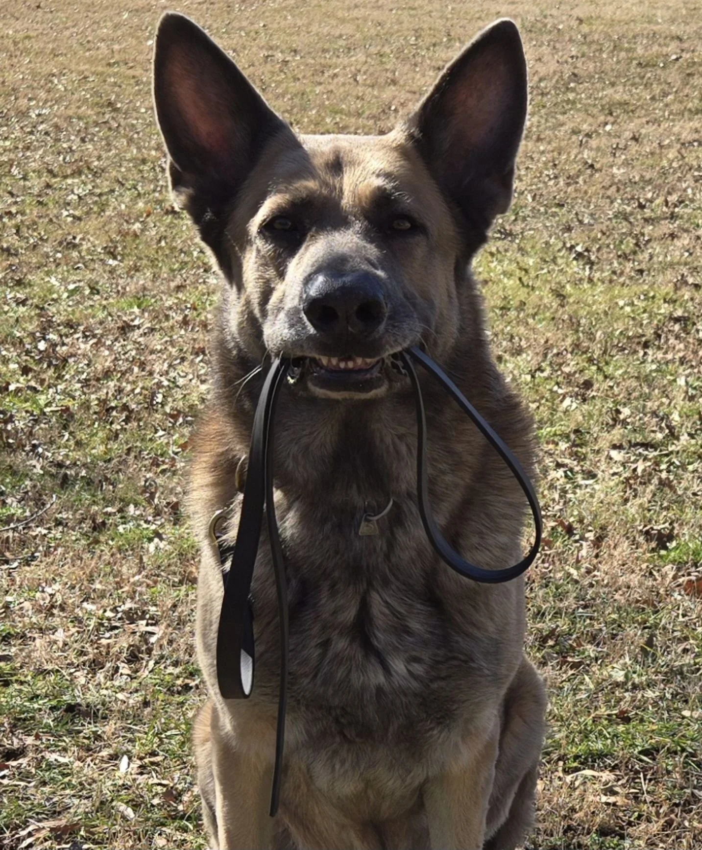 A German Shepherd dog sitting on grass in an open outdoors space, holding a black leash in its mouth.