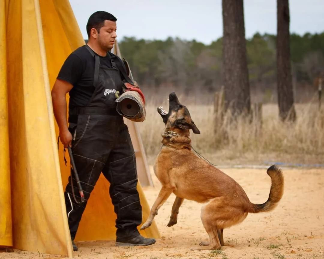 A man in tactical gear trains a Belgian Malinois dog outdoors in a forested area with a yellow barrier nearby.