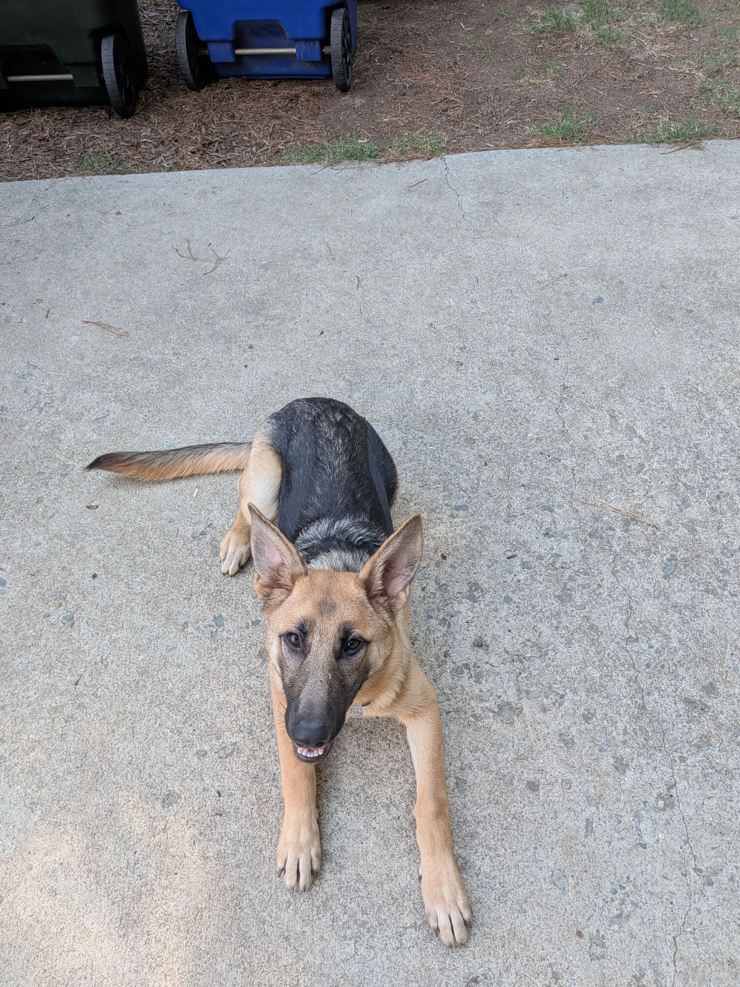 A German Shepherd puppy lying on a concrete sidewalk, with its mouth open and tongue slightly out, looking at the camera.