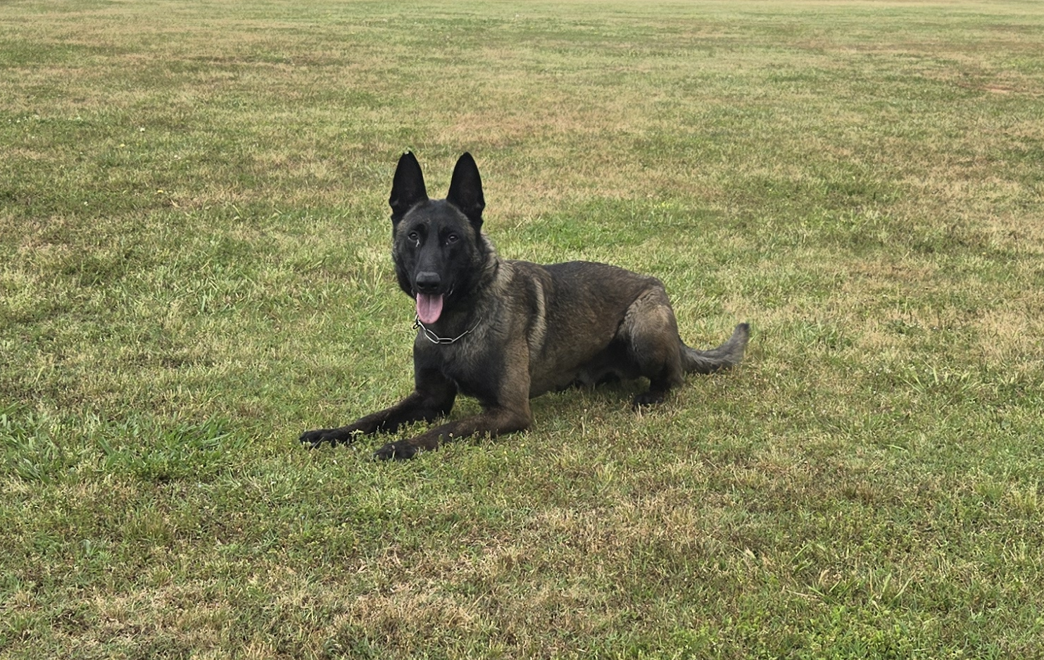 A Belgian Malinois dog lying on grass in an open field, looking at the camera with tongue out.