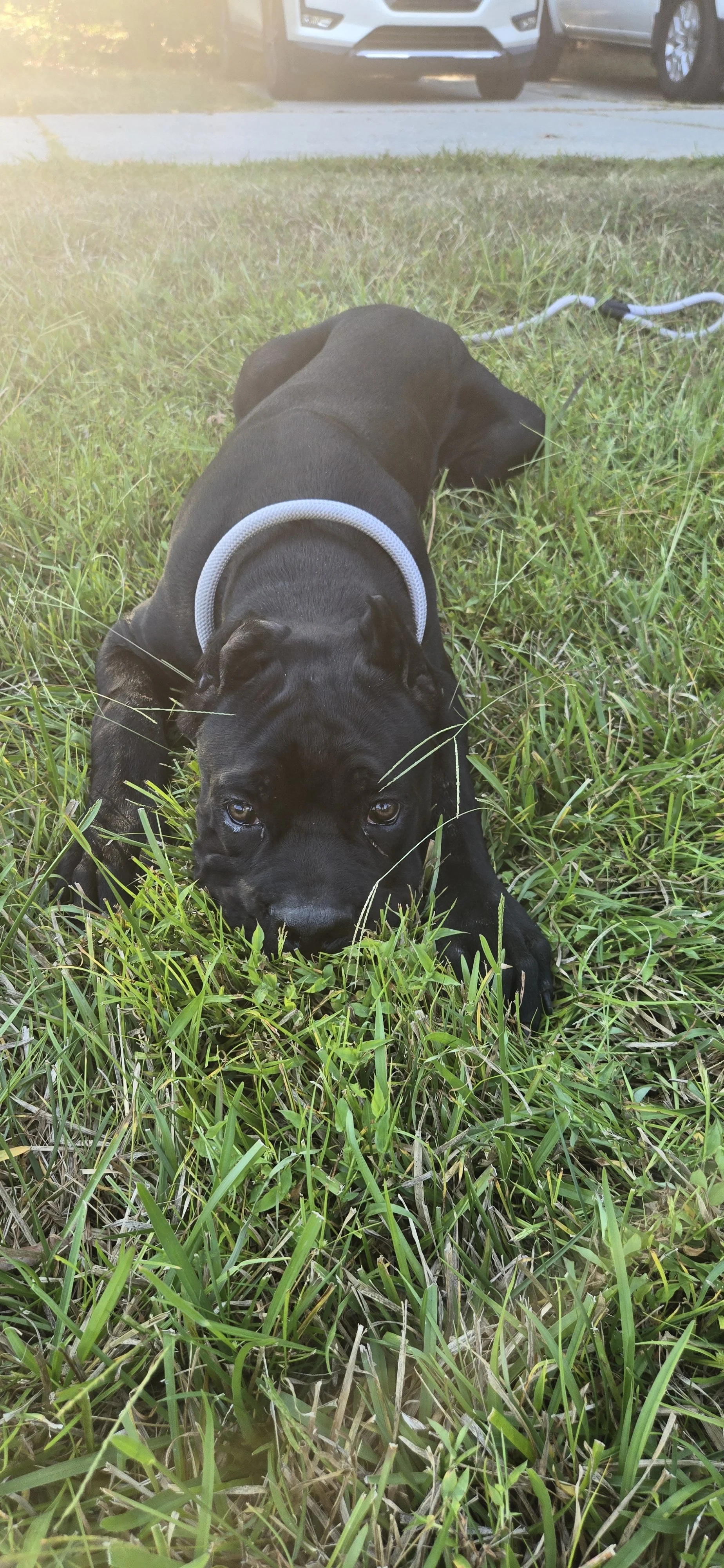 A black puppy with a gray collar lying on green grass, looking at the camera, with a white car and other vehicles in the background.