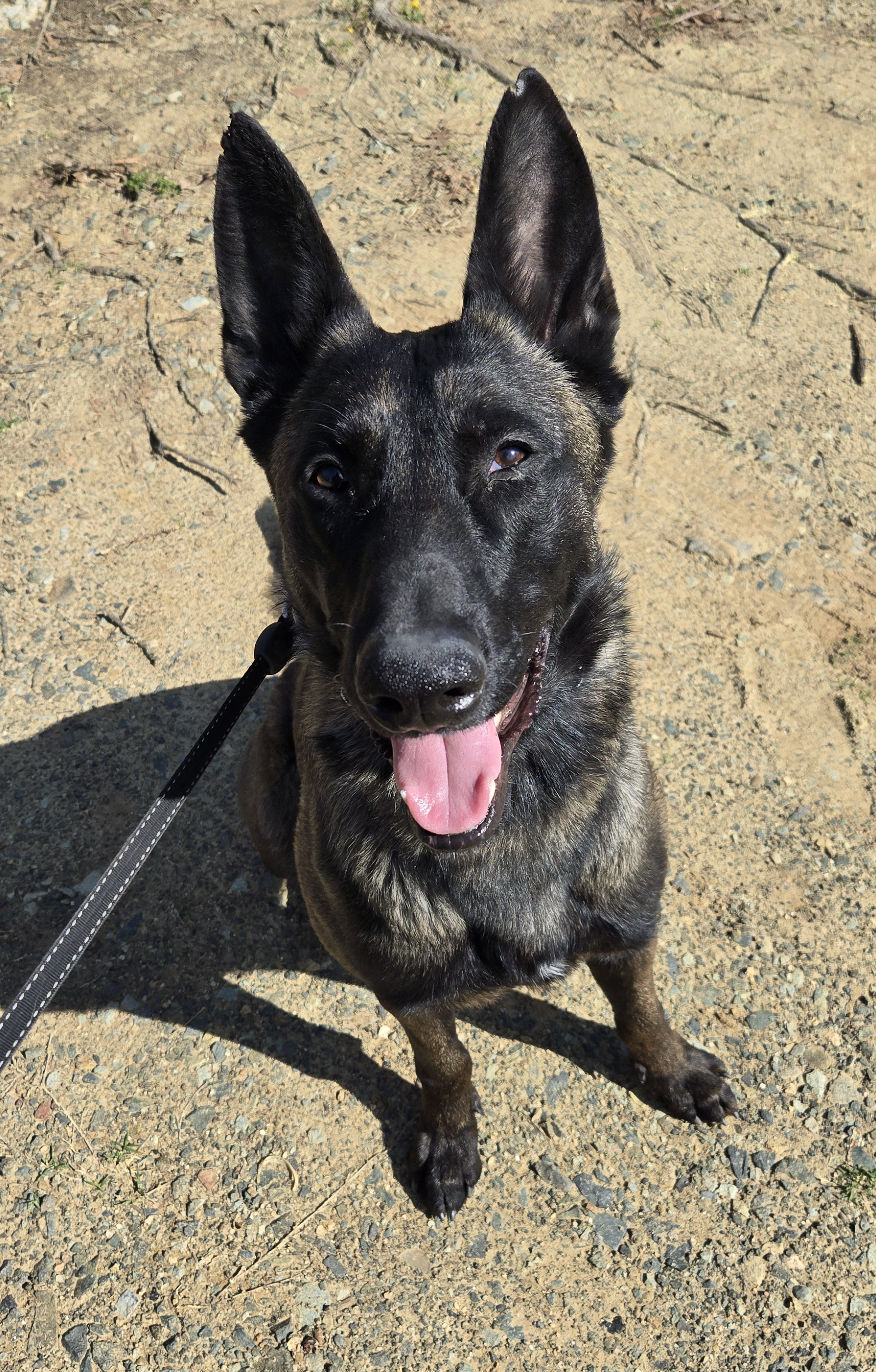 Happy black and brown dog with large ears sitting outside on a gravel surface, looking up with its tongue out.