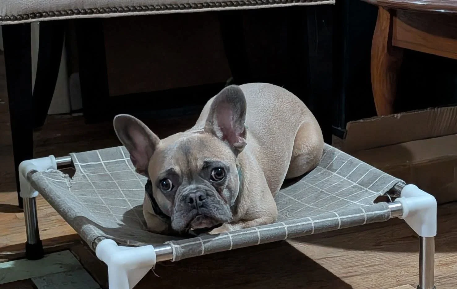 A French Bulldog lying on a small elevated dog bed with a fabric surface and metal legs, indoors on wooden flooring.