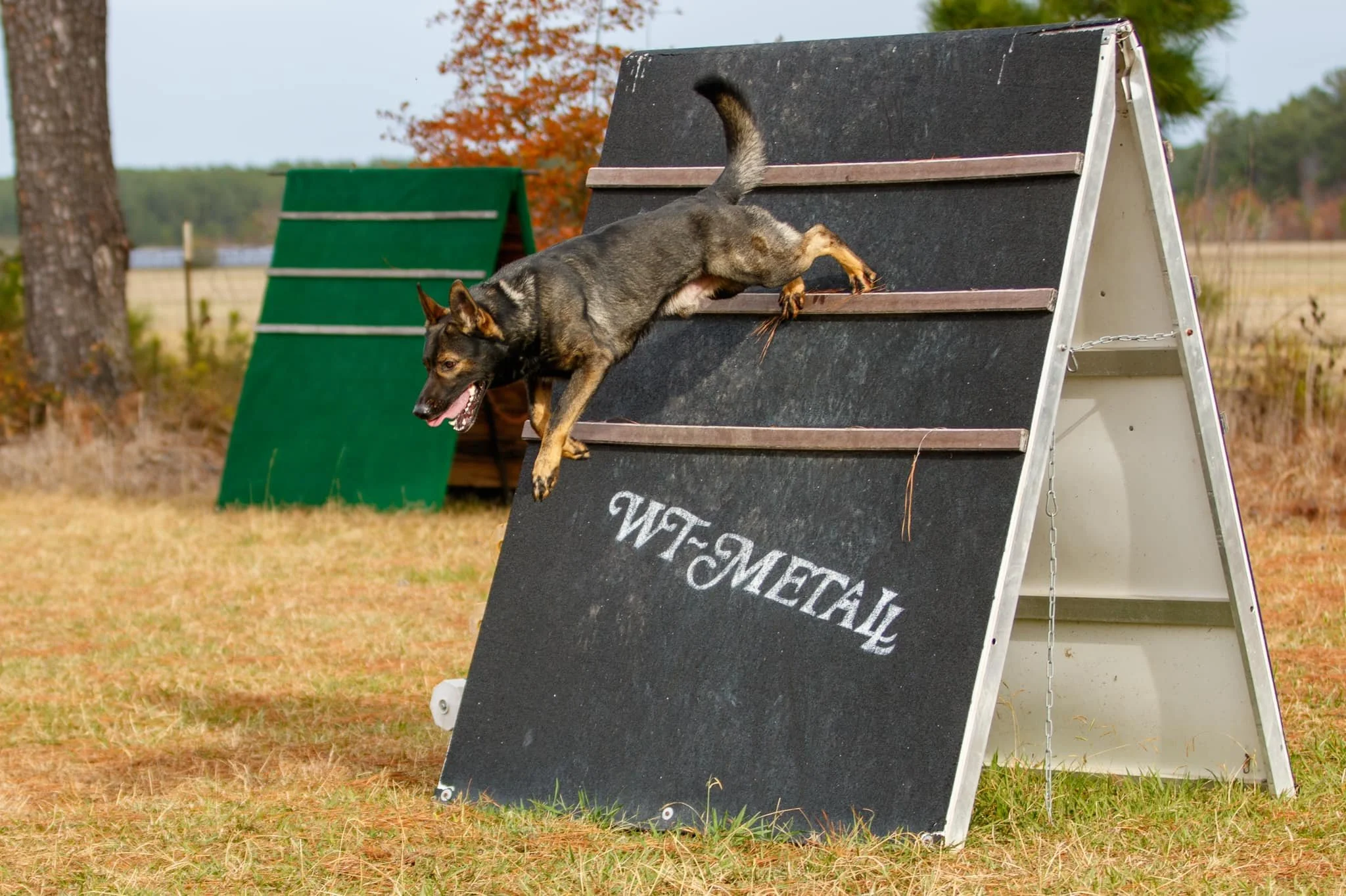 A dog navigating an agility ramp outdoors, with fall trees in the background.
